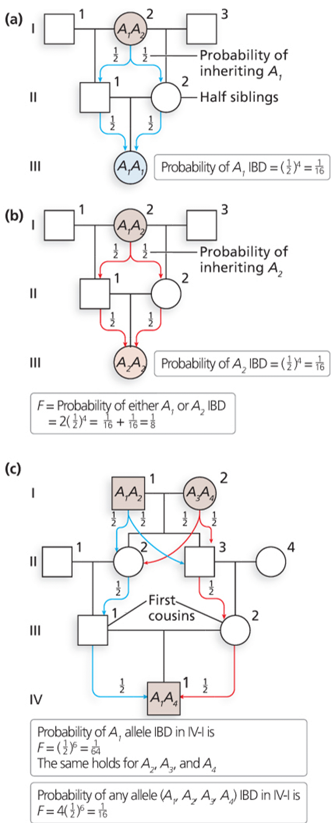 Calculation of the inbreeding coefficient (F)