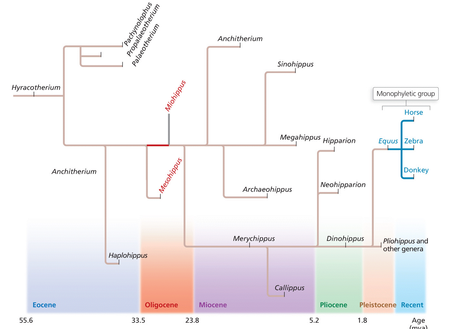 Evolution of the genus Equus