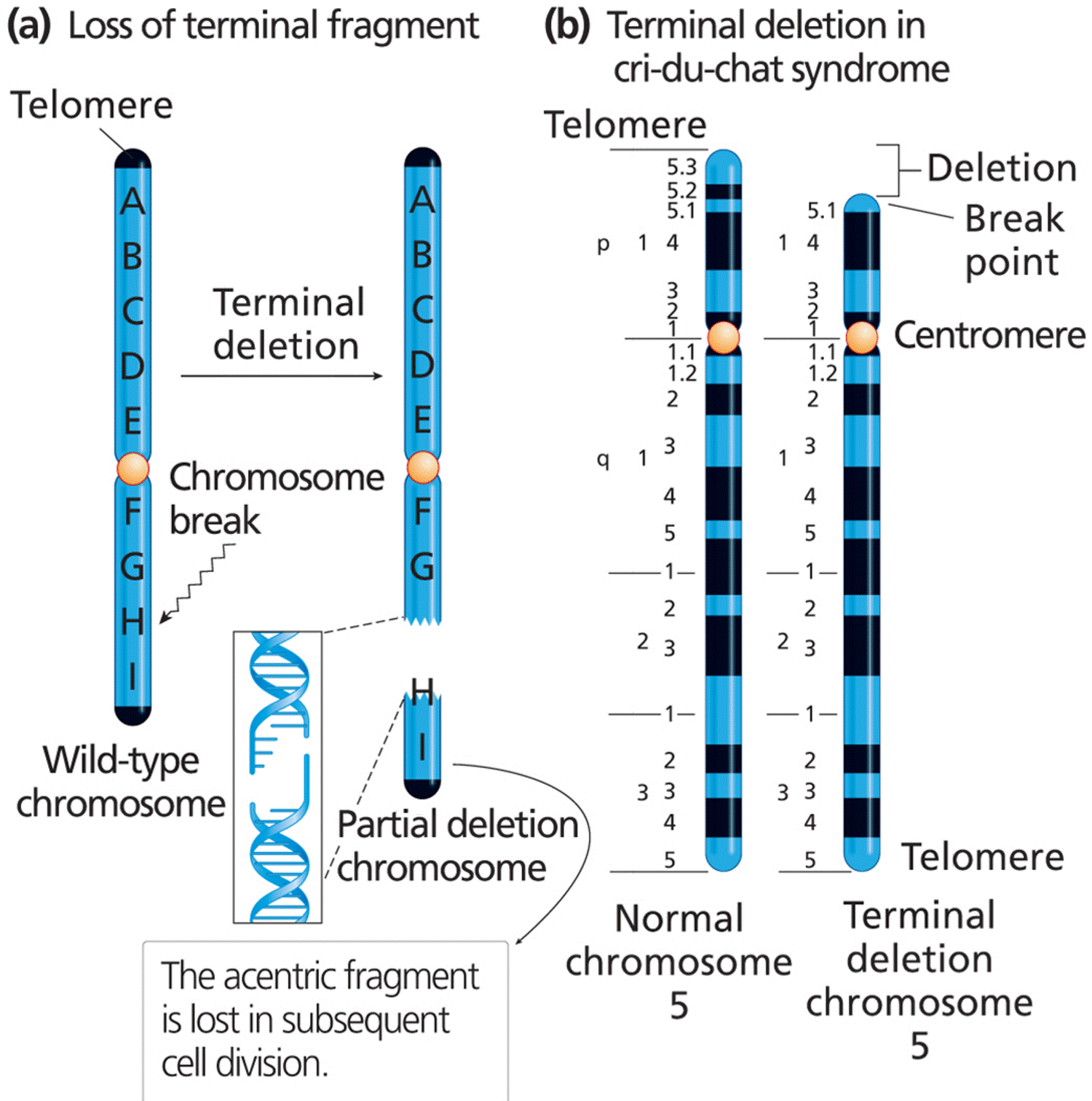 Chromosome terminal deletion