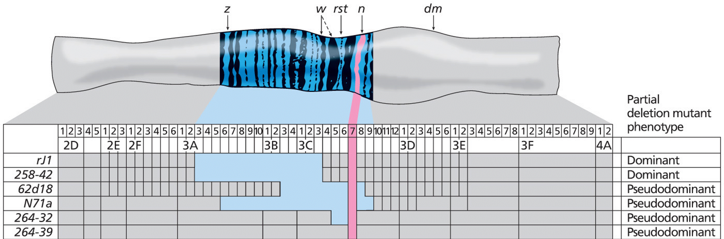 Deletion mapping of the Drosophila Notch (n) gene