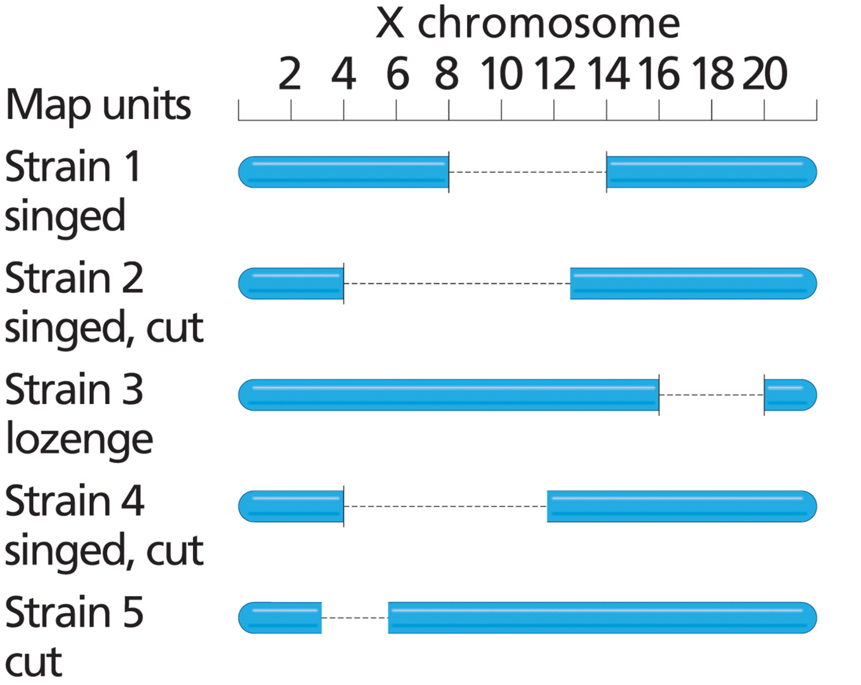 GENETIC ANALYSIS