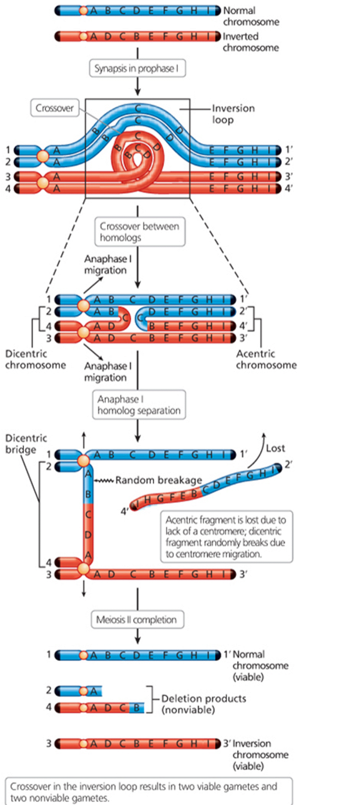 The consequences of crossover in the inversion loop in paracentric inversion heterozygotes