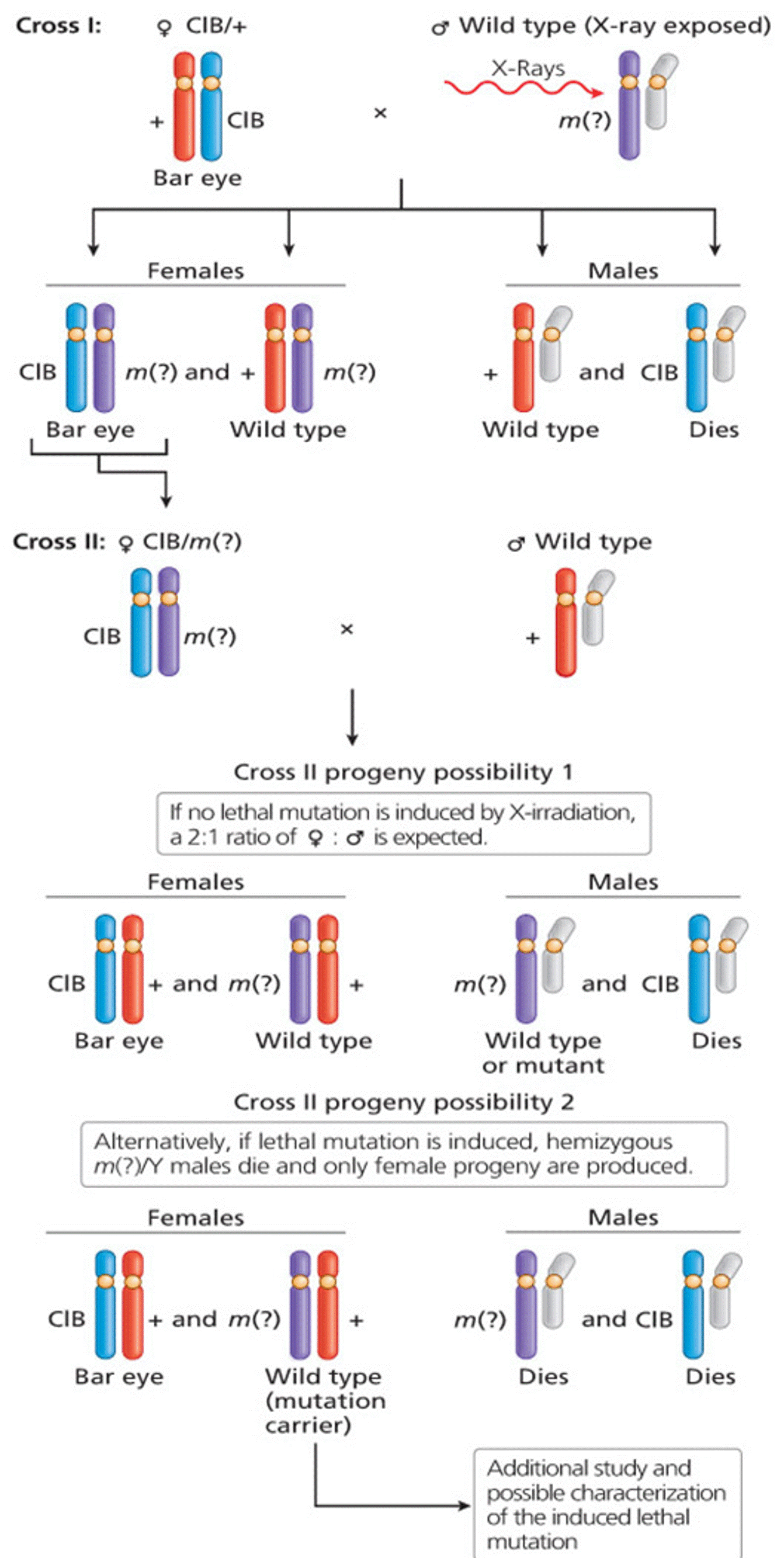 Hermann Muller and the Drosophila ClB Chromosome Method