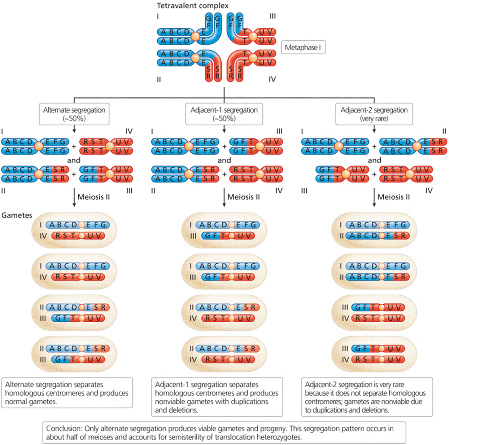 The tetravalent synaptic structure and alternate and adjacent chromosome