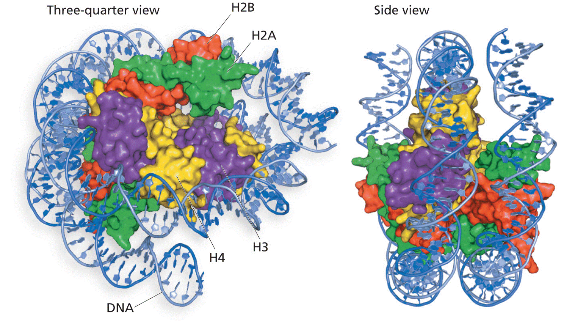 Nucleosome structure