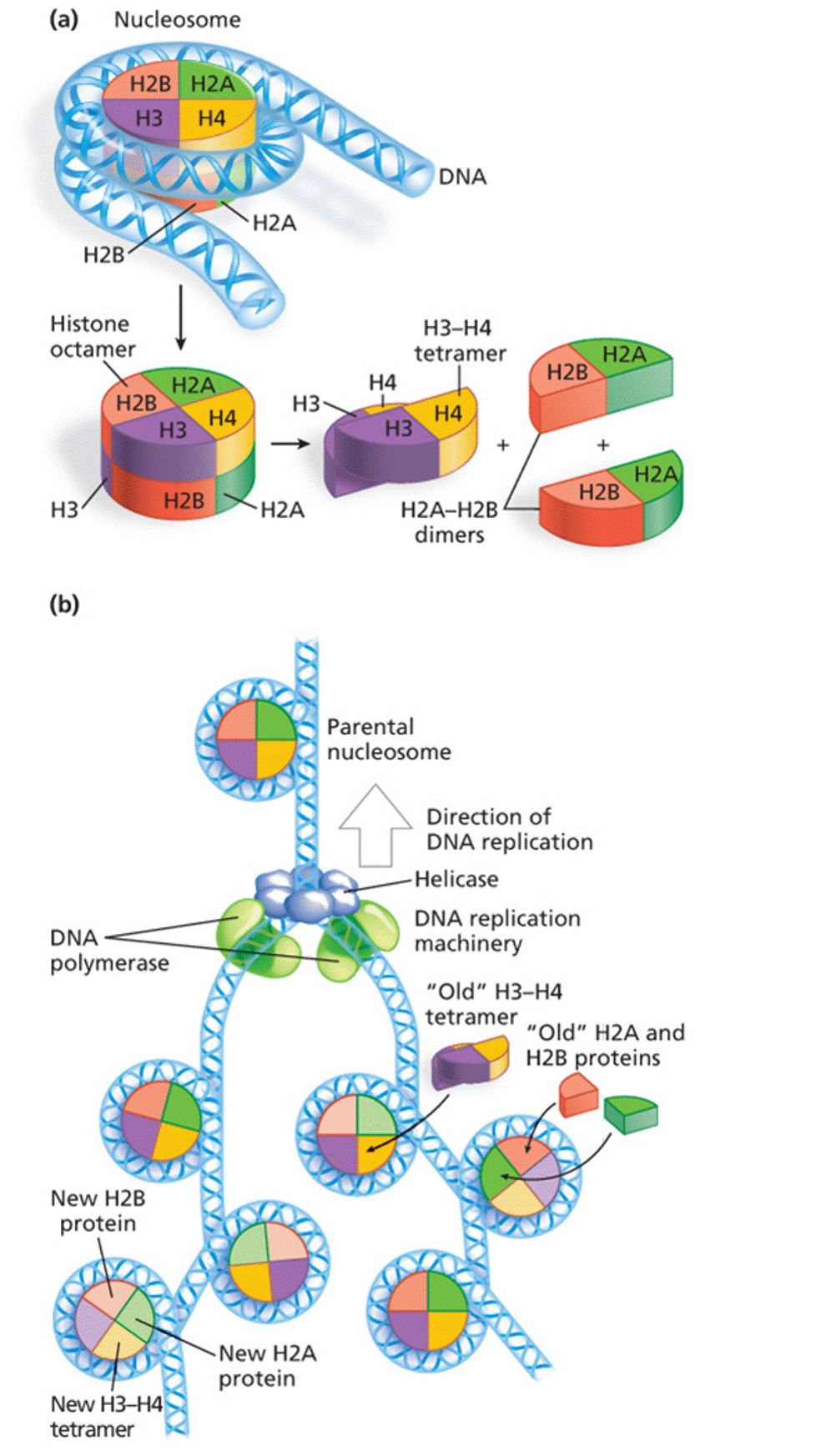 Nucleosome inheritance after DNA replication