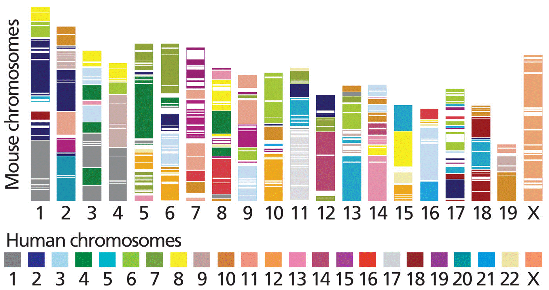 Evolutionary conservation of chromosome synteny