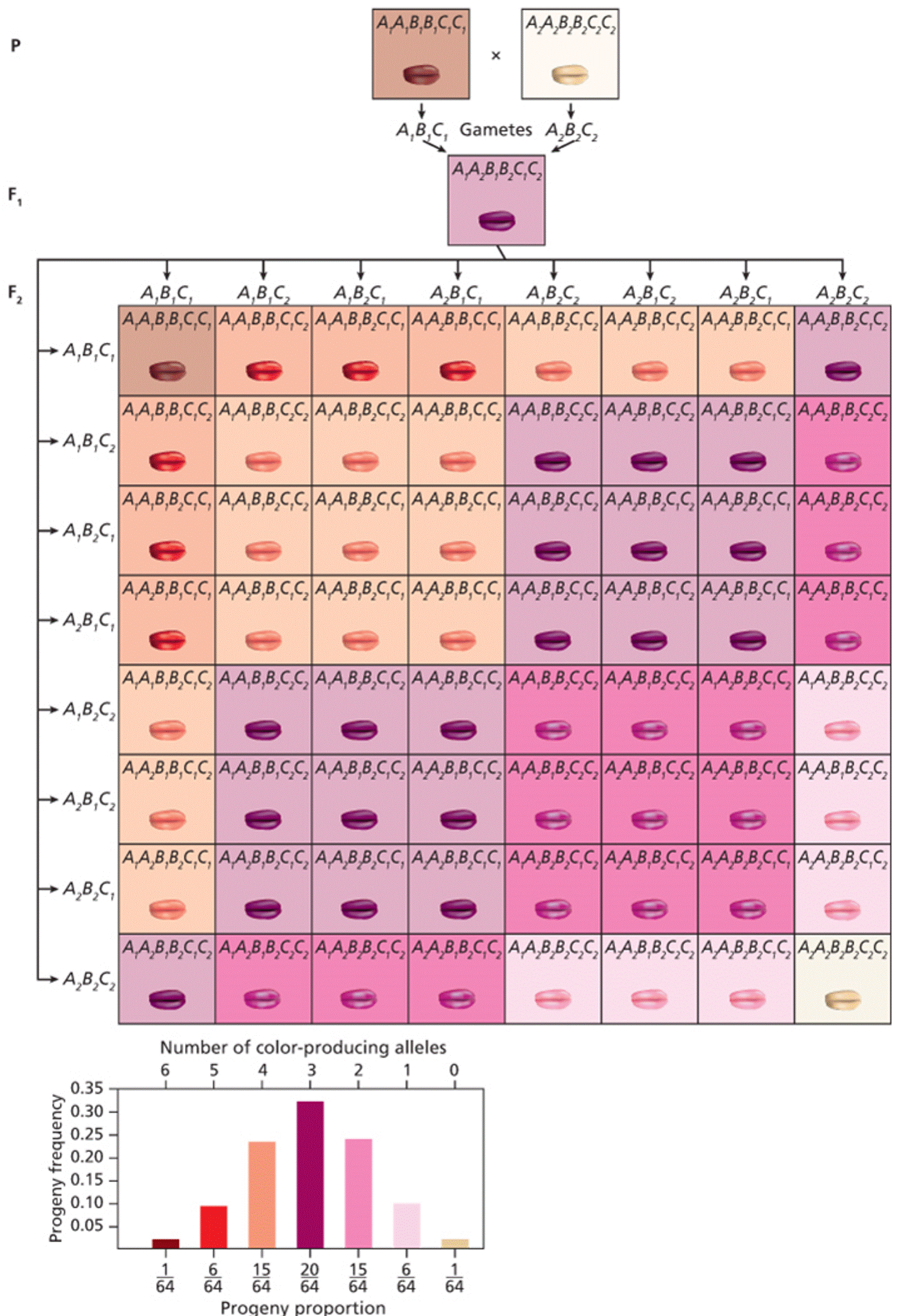 A three-gene additive model for wheat kernel color