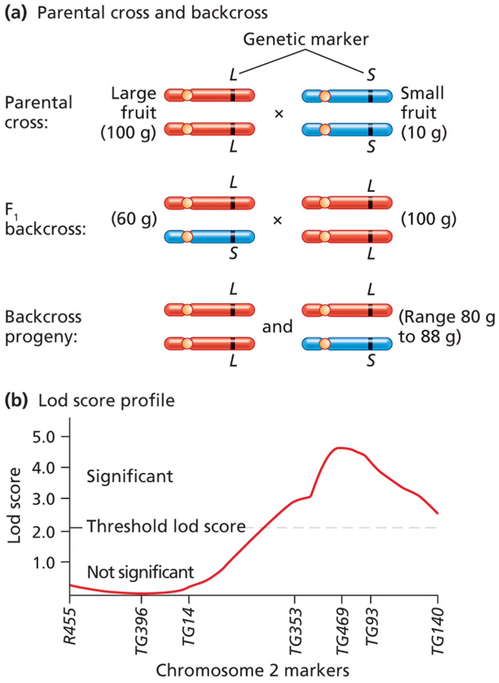 Quantitative trait locus (QTL) detection and mapping