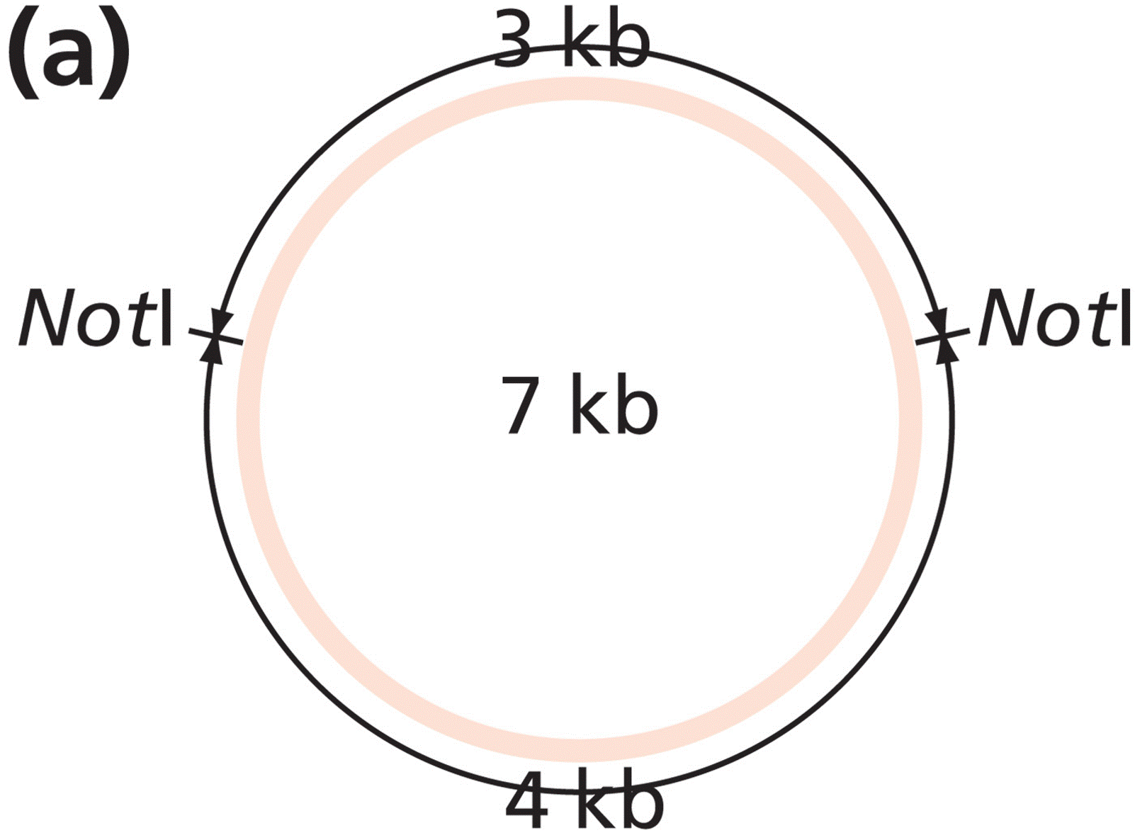 GENETIC ANALYSIS 15.1 (3 of 5)