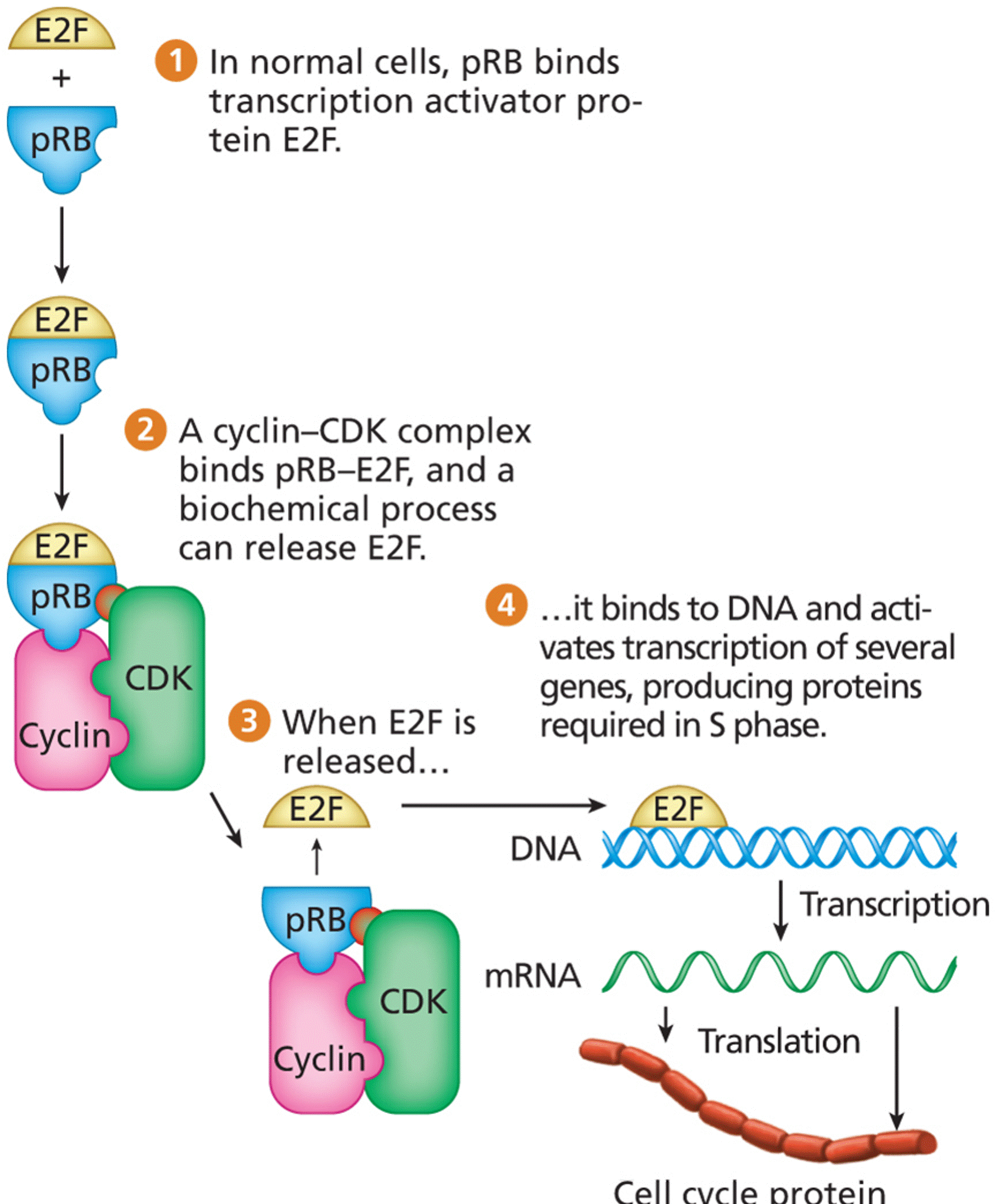 The functional role of pRB. The pRB protein product of RB1