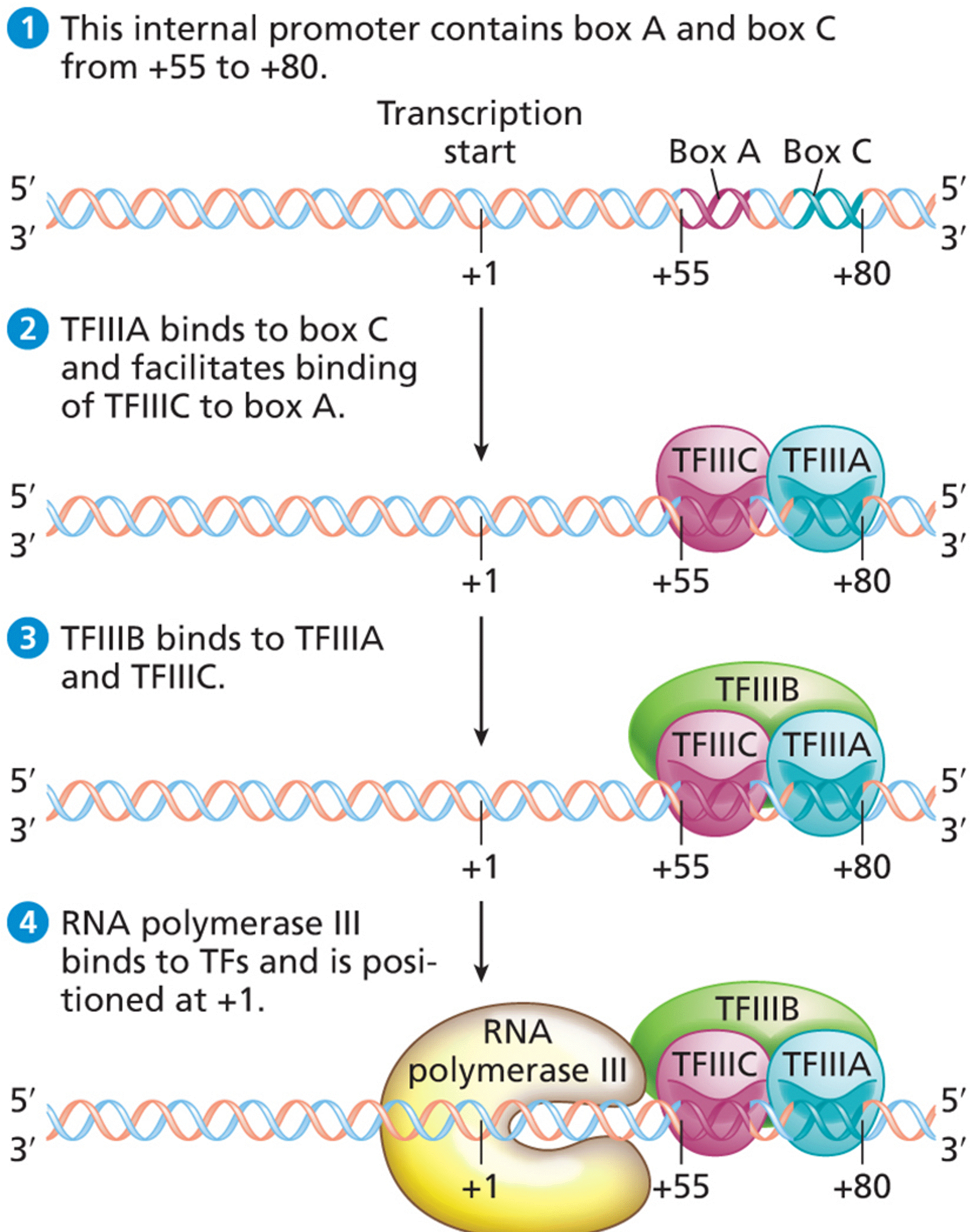 Promoter consensus sequences for transcription initiation by RNA polymerase I