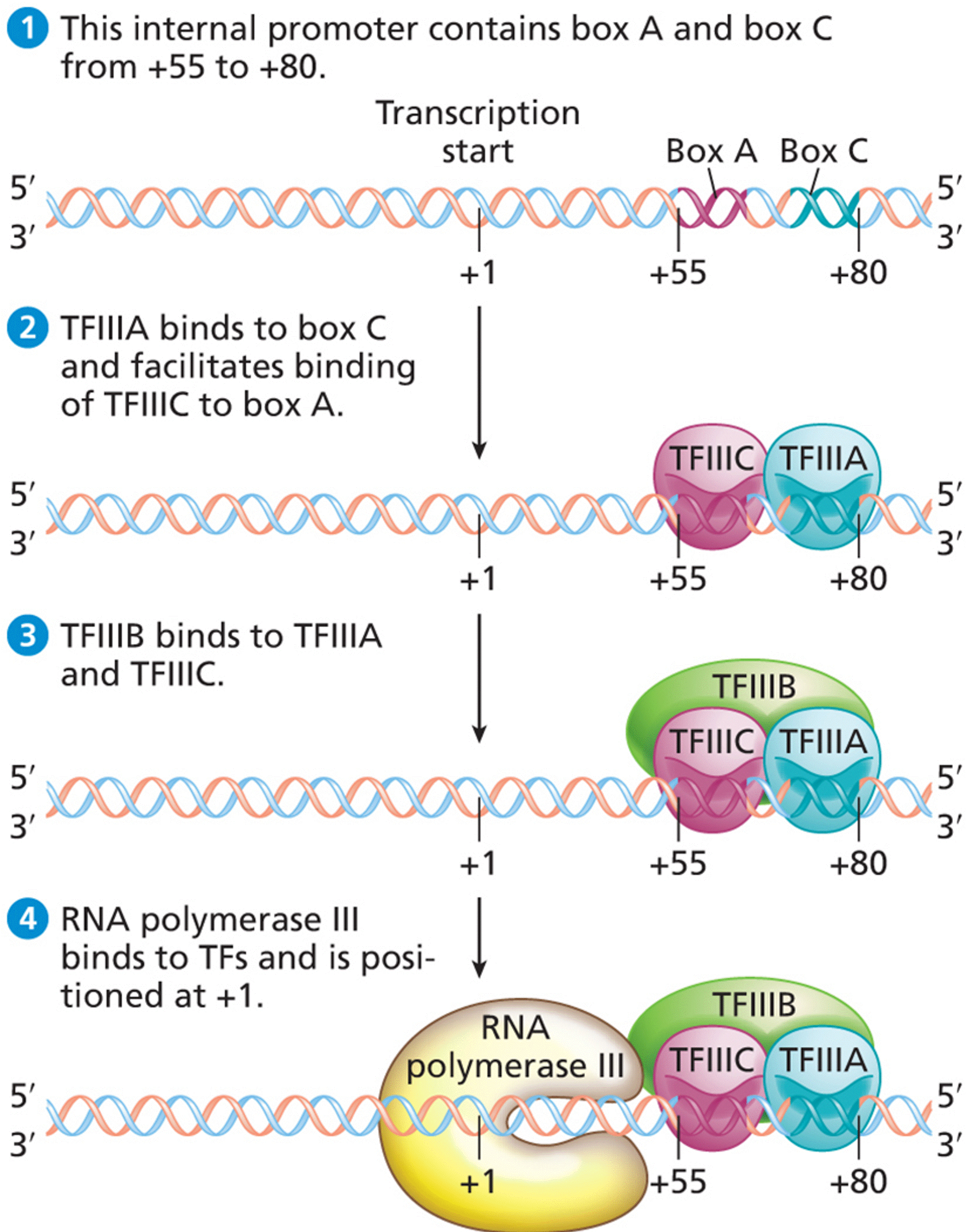 An internal promoter for transcription by RNA polymerase III