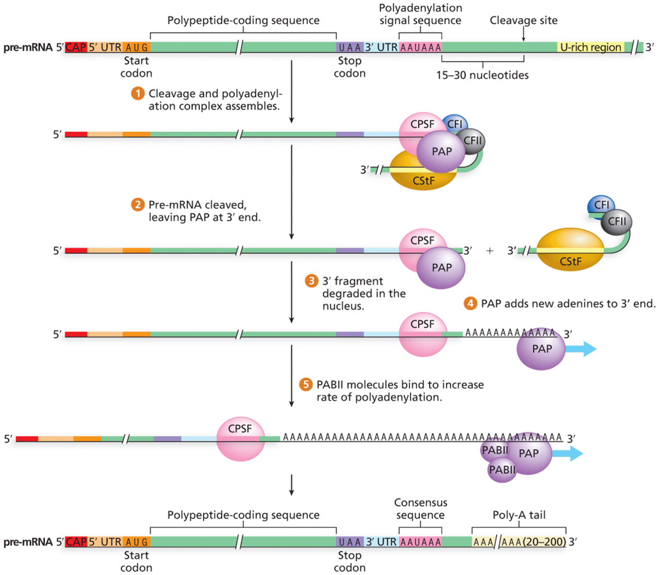 Polyadenylation of the 3ˊ end of eukaryotic pre-mRNA
