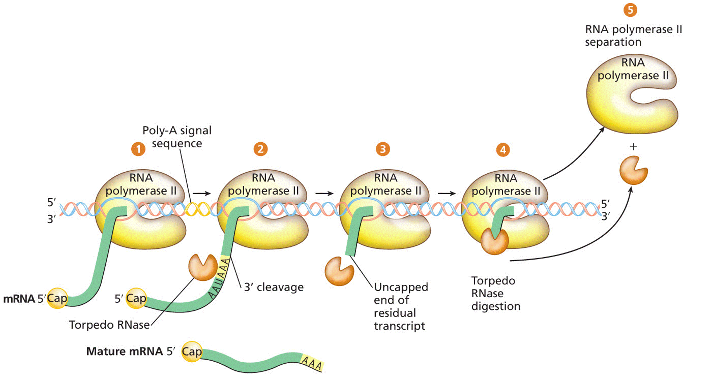 The torpedo model of eukaryotic transcription termination