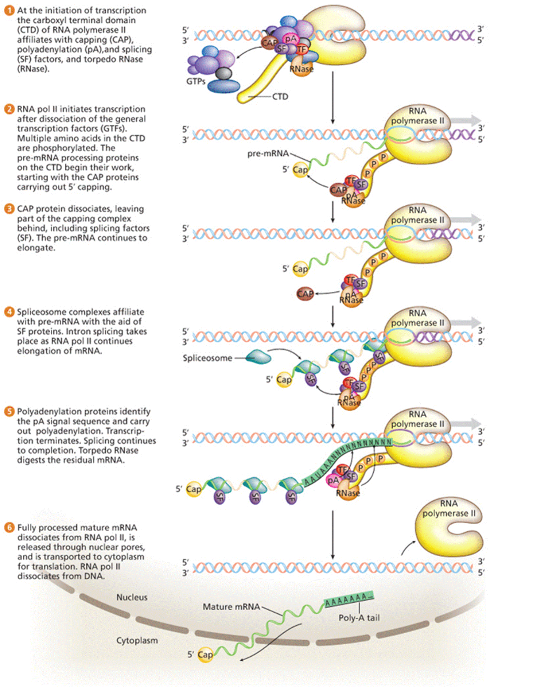 The Gene Expression Machine Model for Coupling