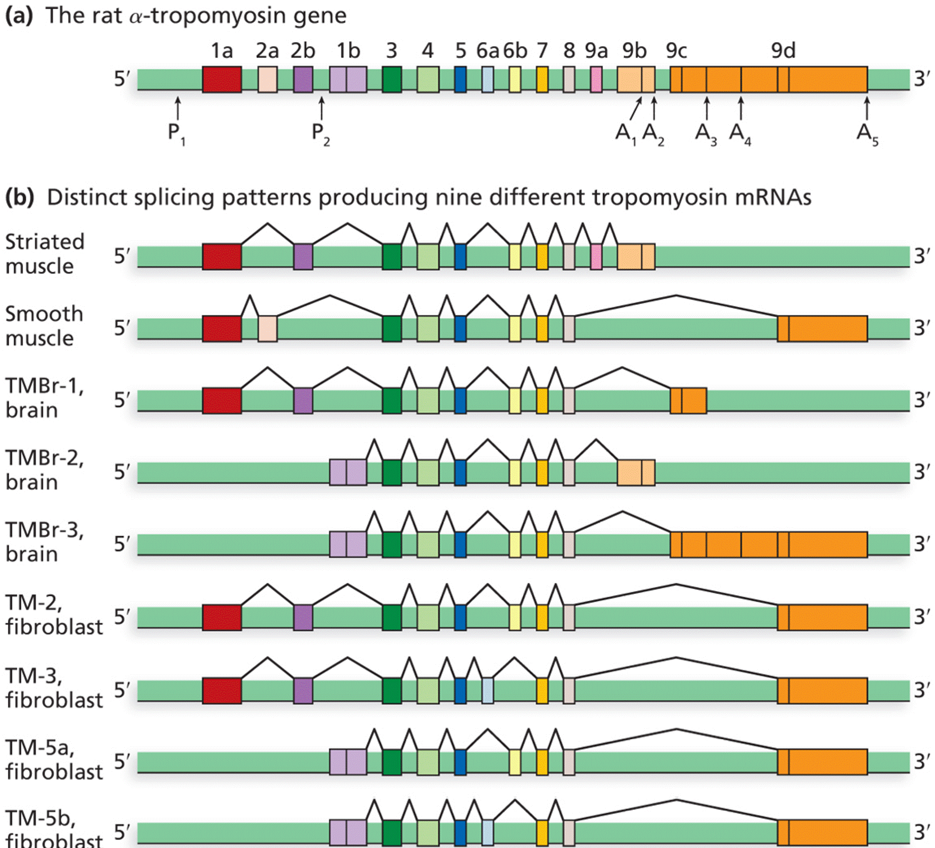 Alternative pre- mRNA processing of the rat-tropomyosin gene