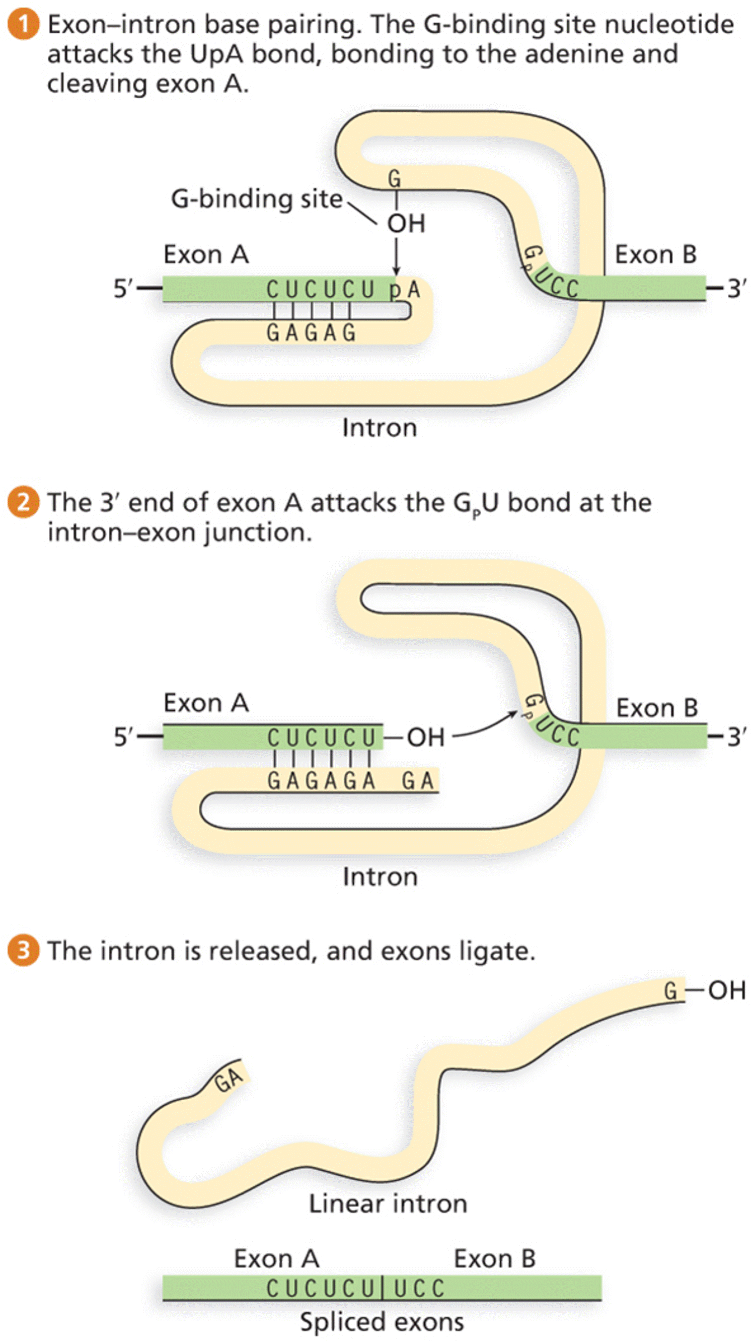 Self-splicing of group I introns