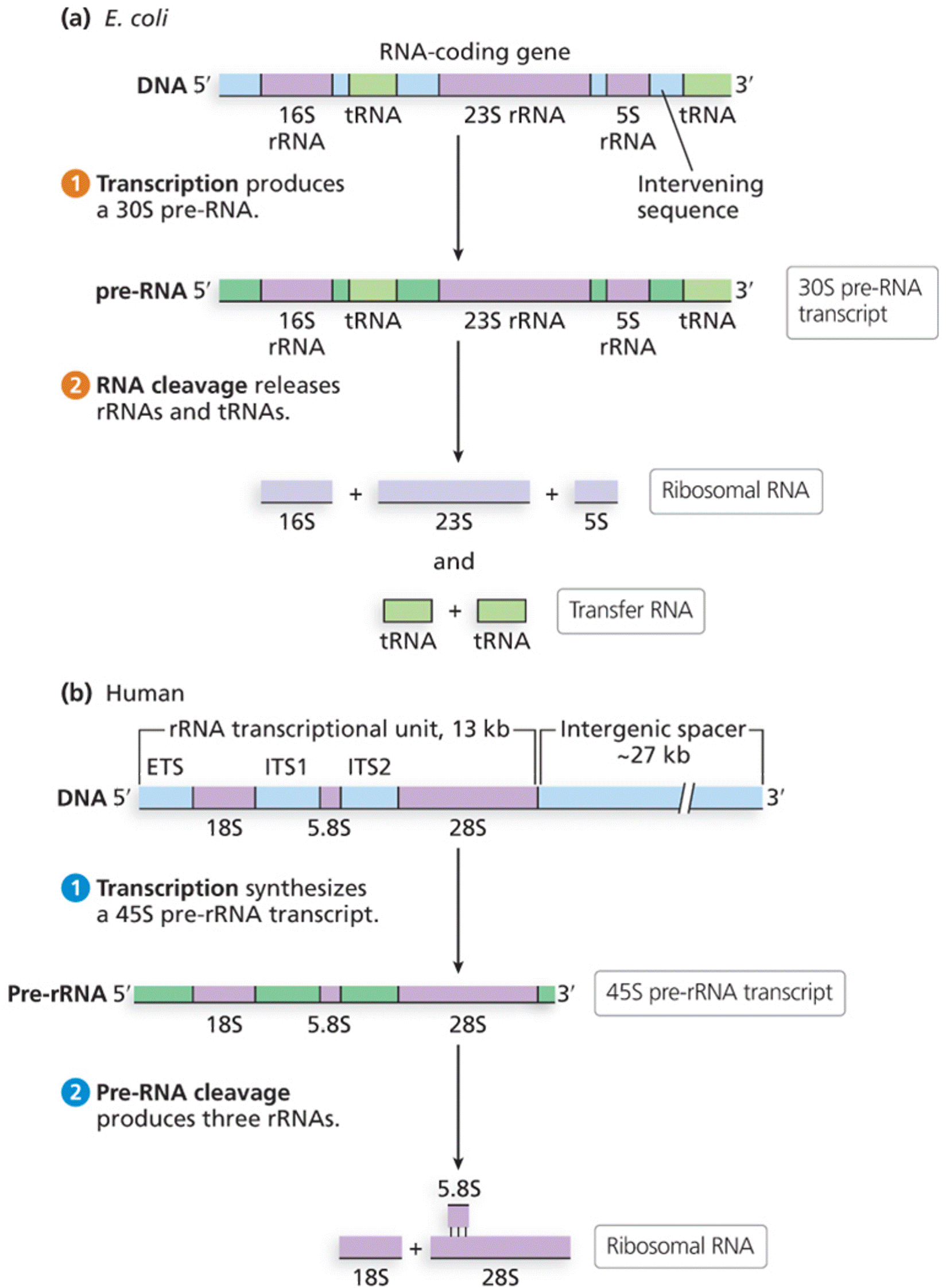 The processing of ribosomal and transfer RNA