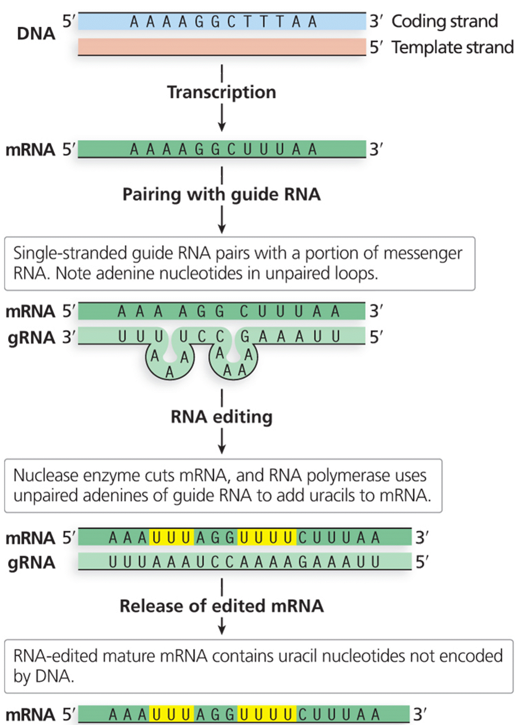 Guide RNA (gRNA) directs RNA editing