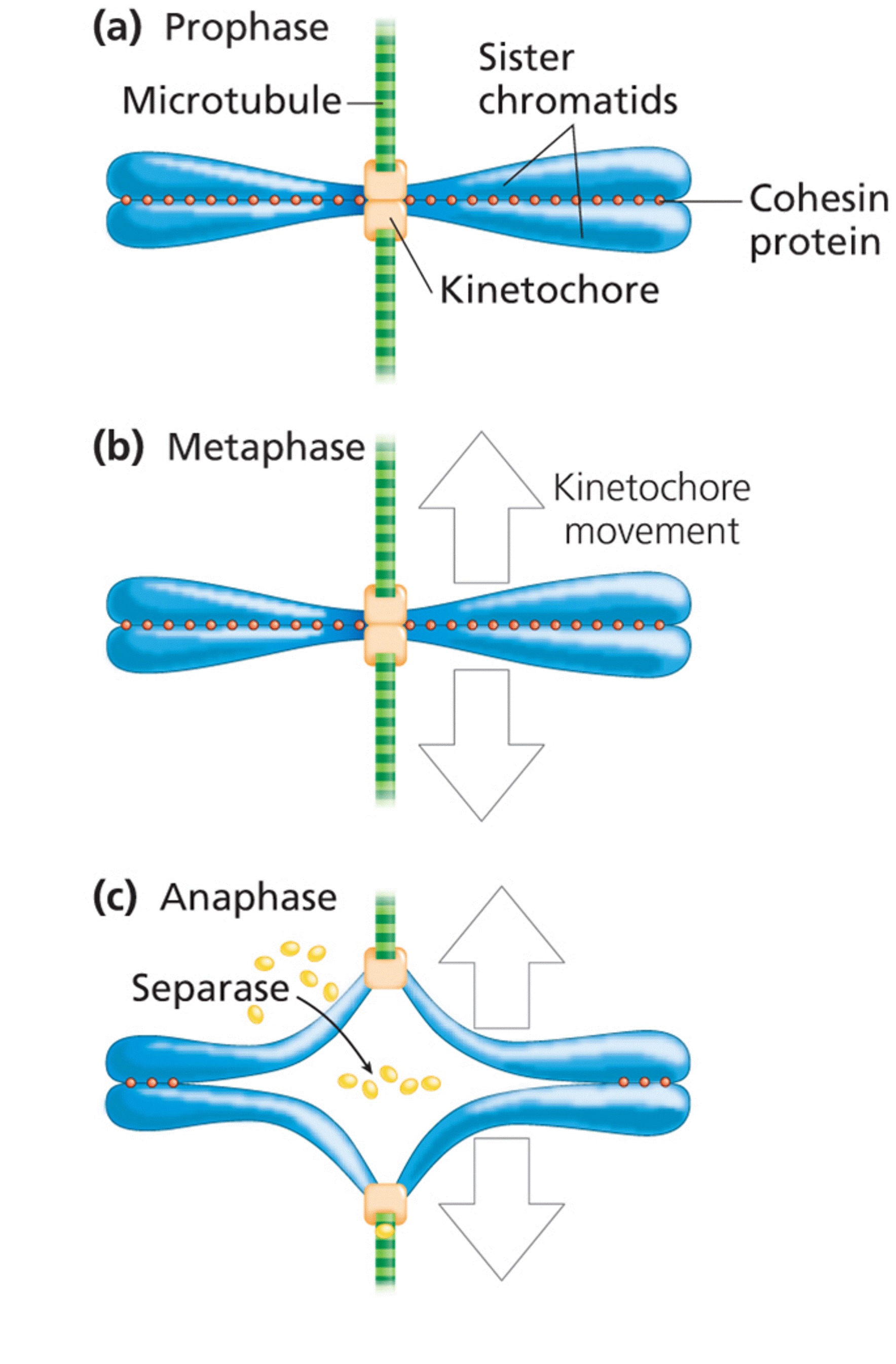 Sister chromatid cohesion and separation