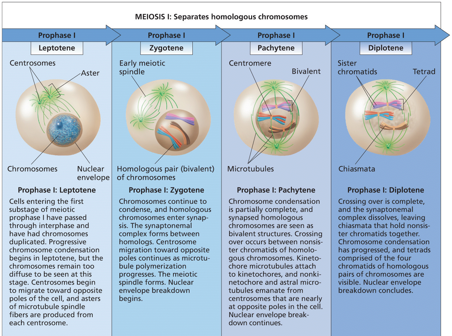 The stages of meiosis