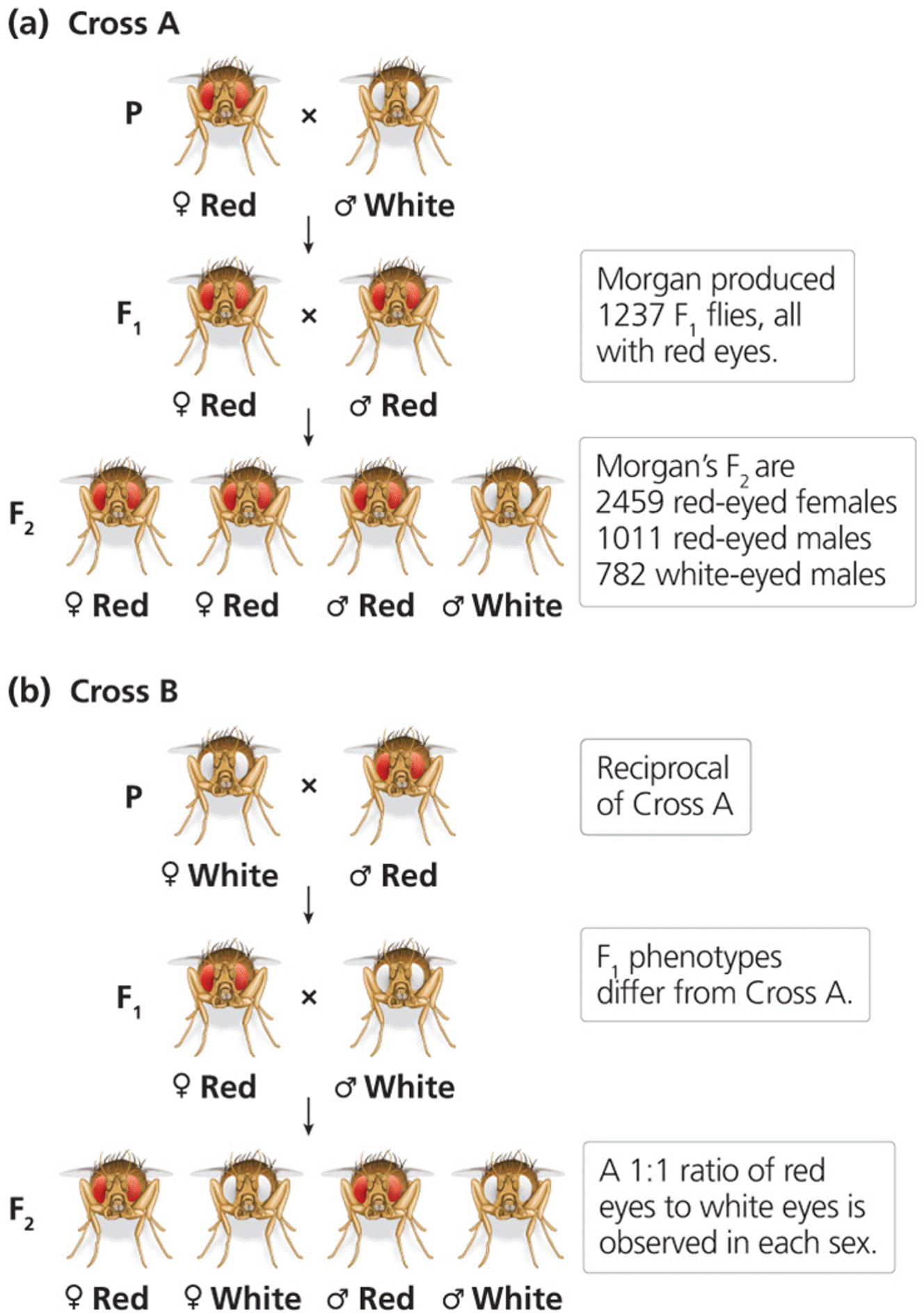 Two reciprocal Drosophila crosses performed by Morgan