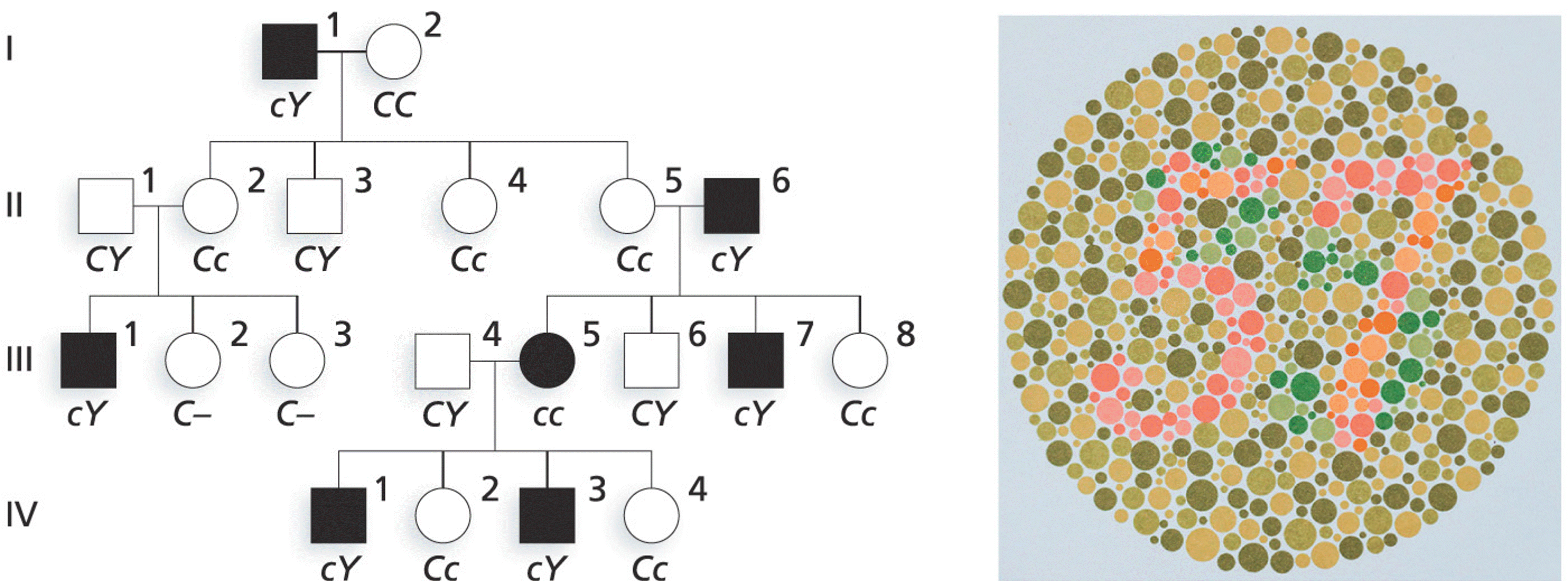 X-linked recessive inheritance of red-green color blindness in a family