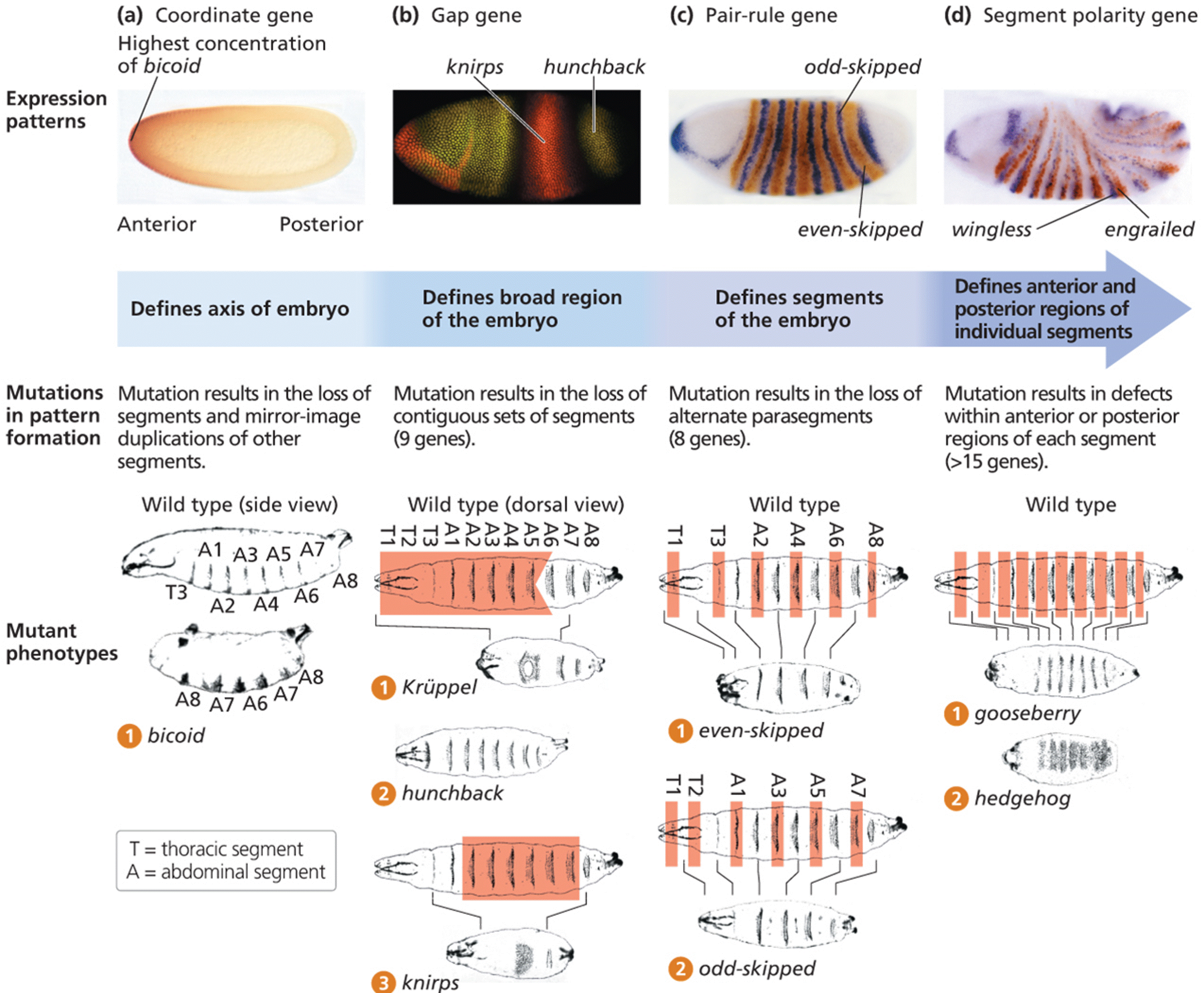 Mutations causing defects in pattern formation in Drosophila