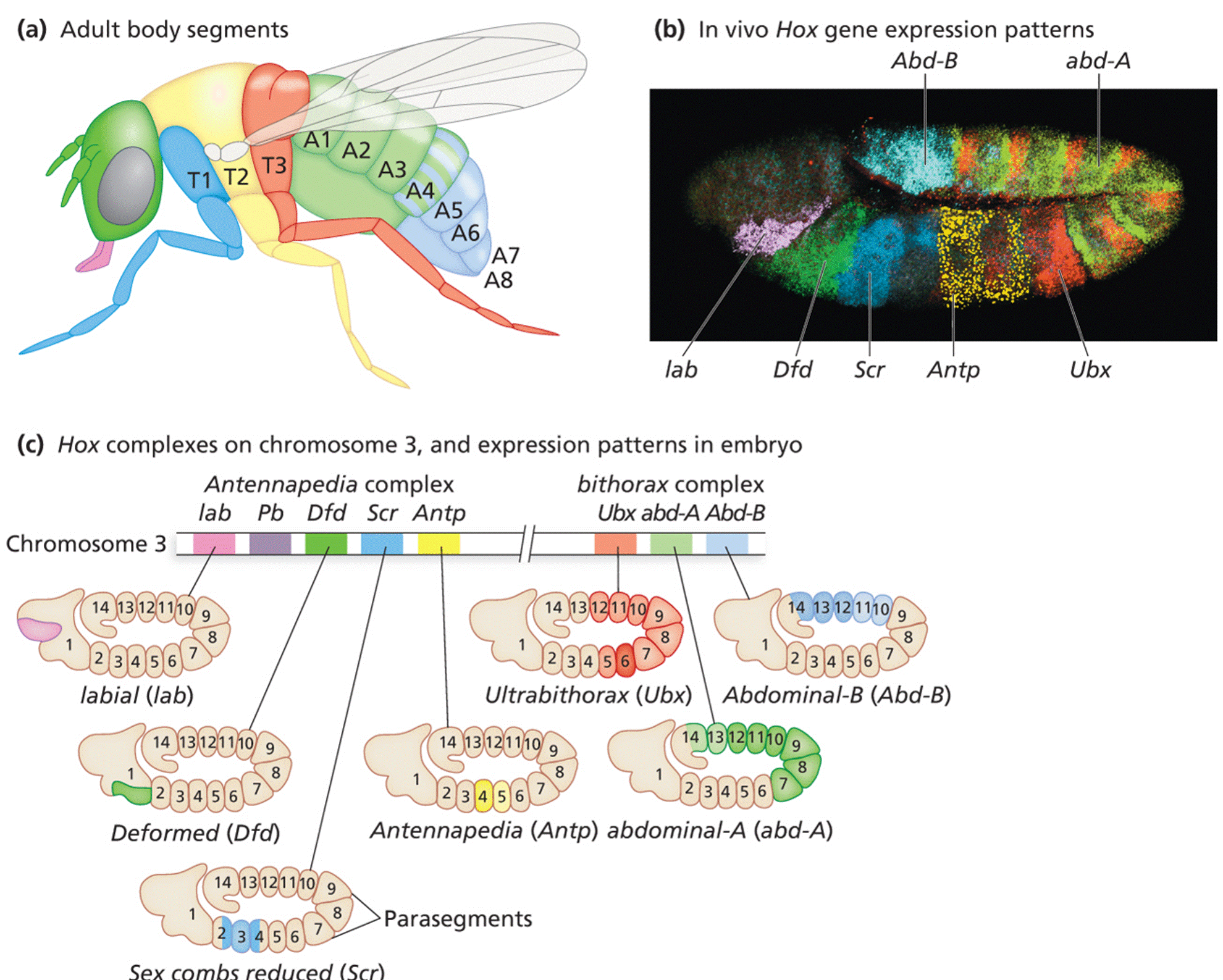 Hox genes of the Antennapedia and bithorax complexes