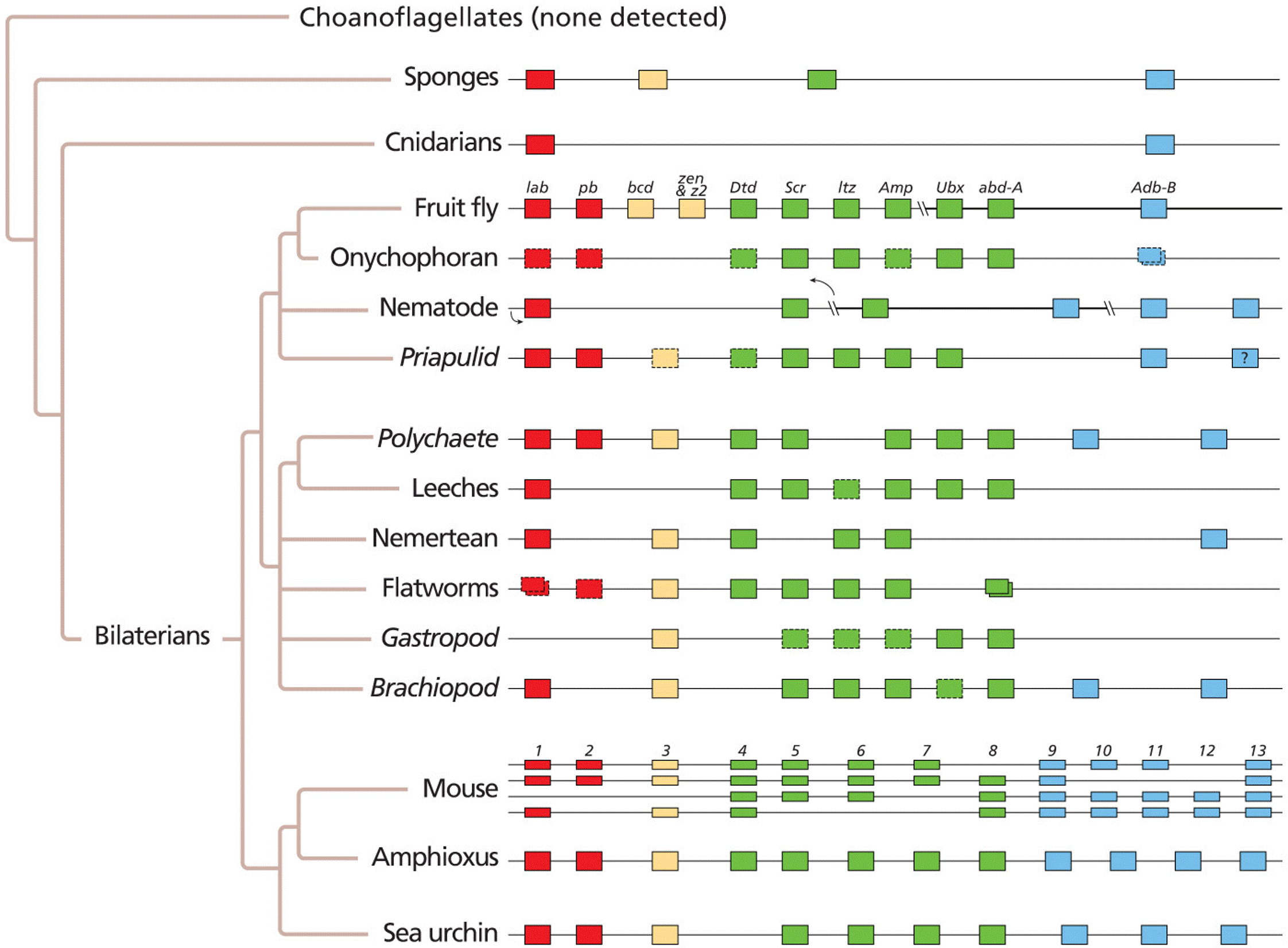 Occurrence and arrangement of Hox complexes in metazoans