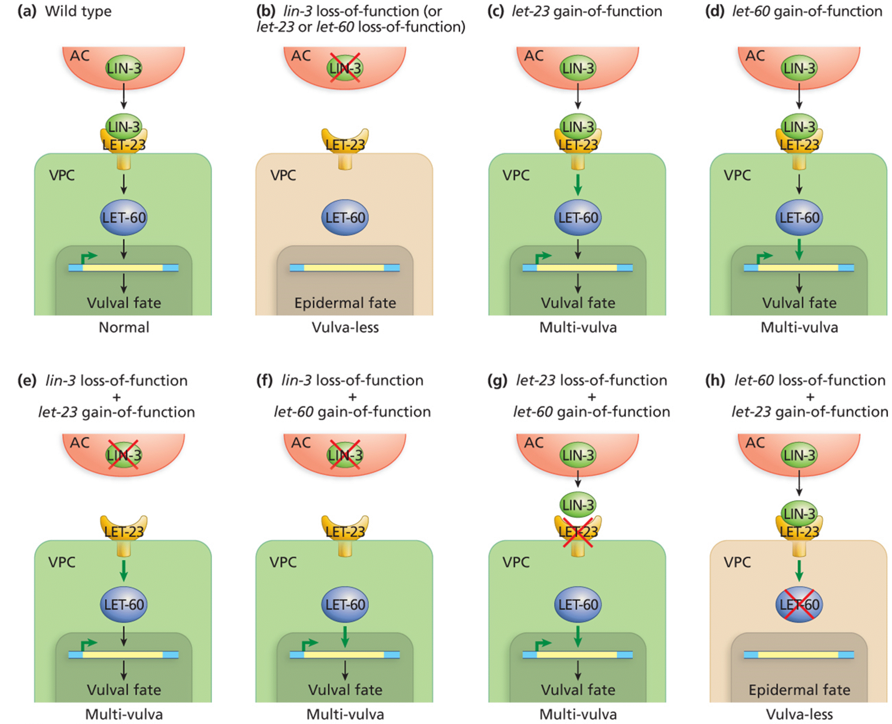 Analysis of double-mutant phenotypes to find order of genes in developmental pathways