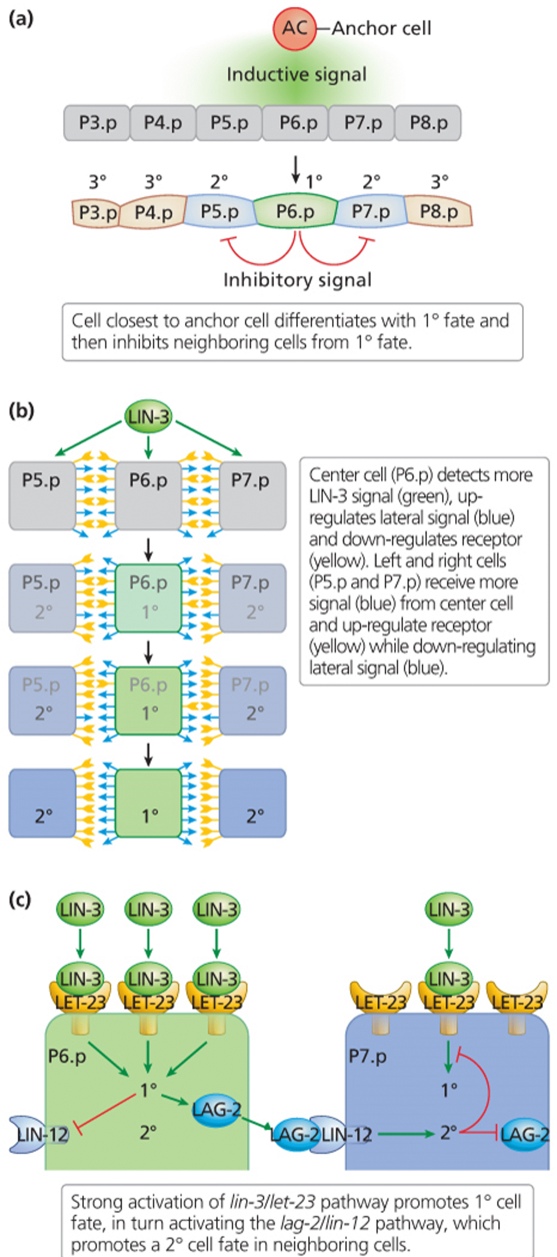 Lateral inhibition in C. elegans vulval differentiation