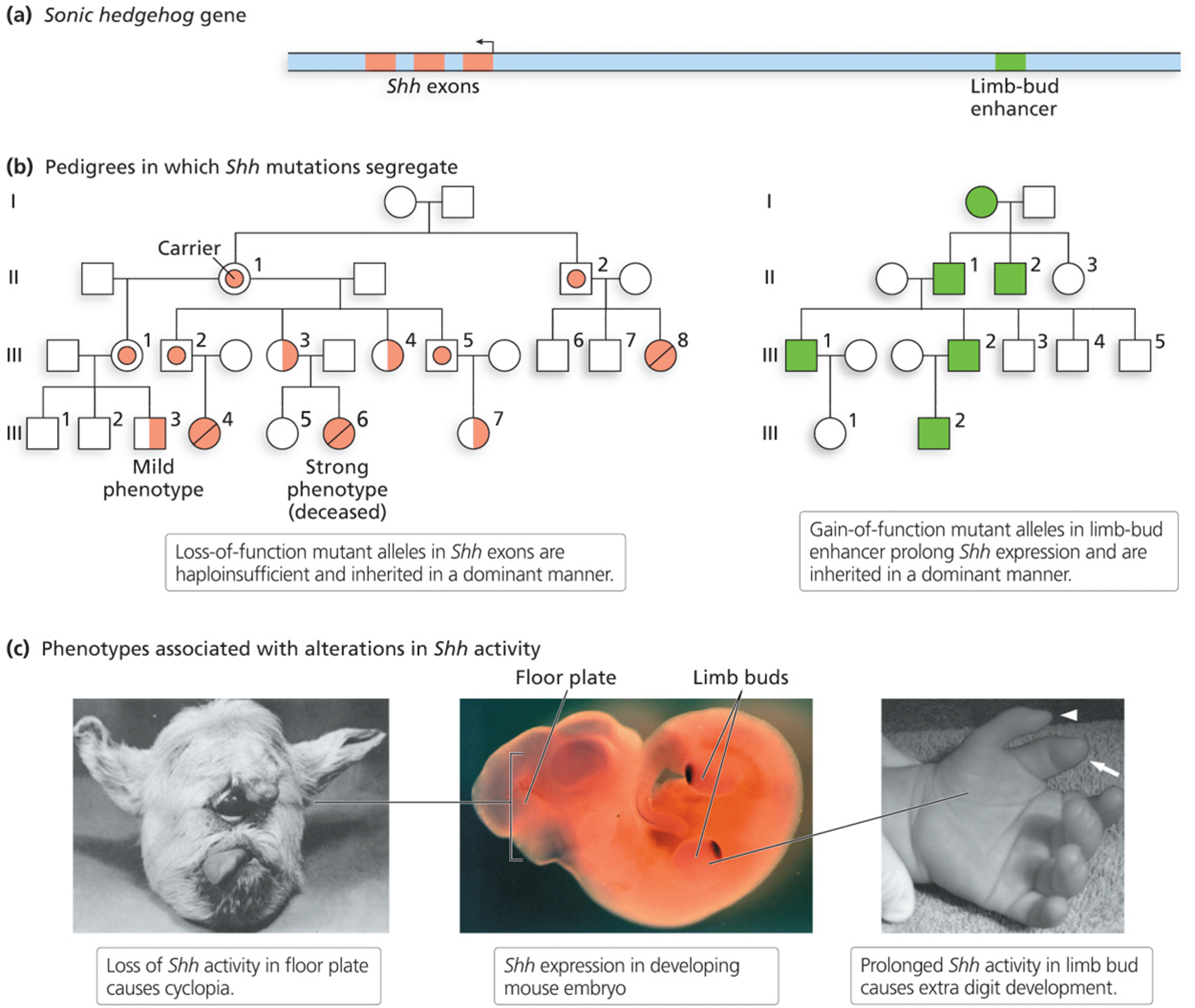 Effects of alterations in Shh morphogen activity in the floor plate and the limb bud