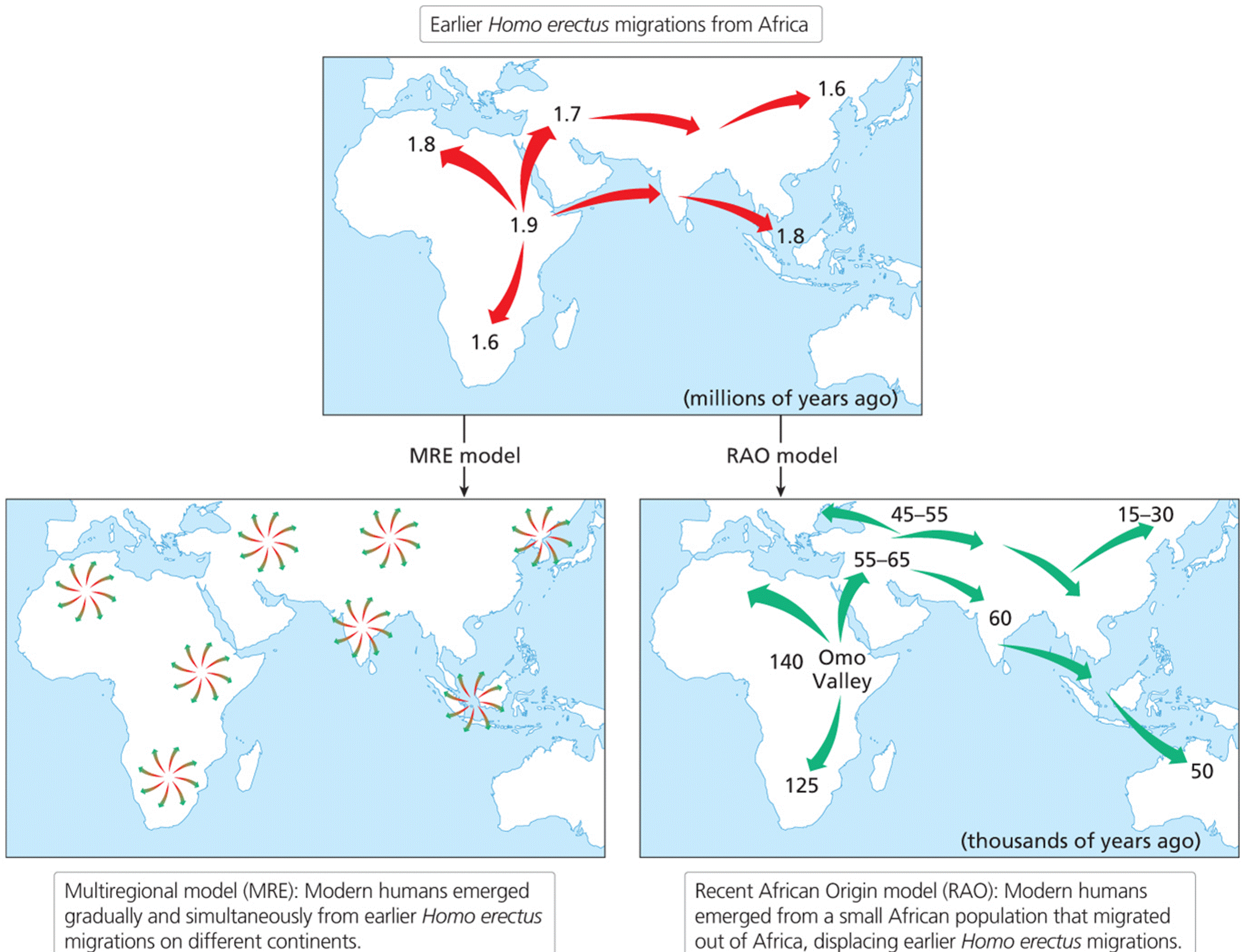 MRE and RAO models of hominin migration.