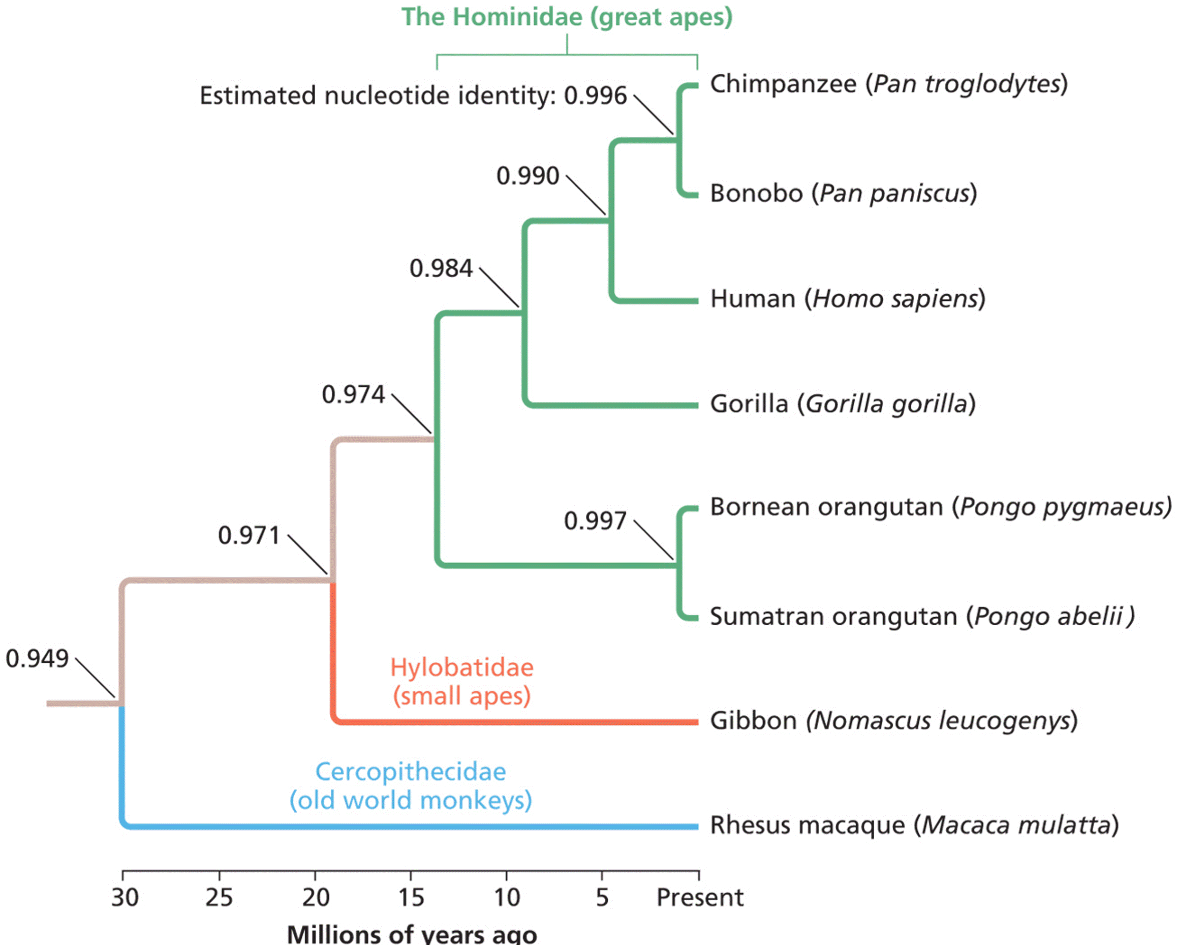 Phylogenetic relationships among apes and monkeys