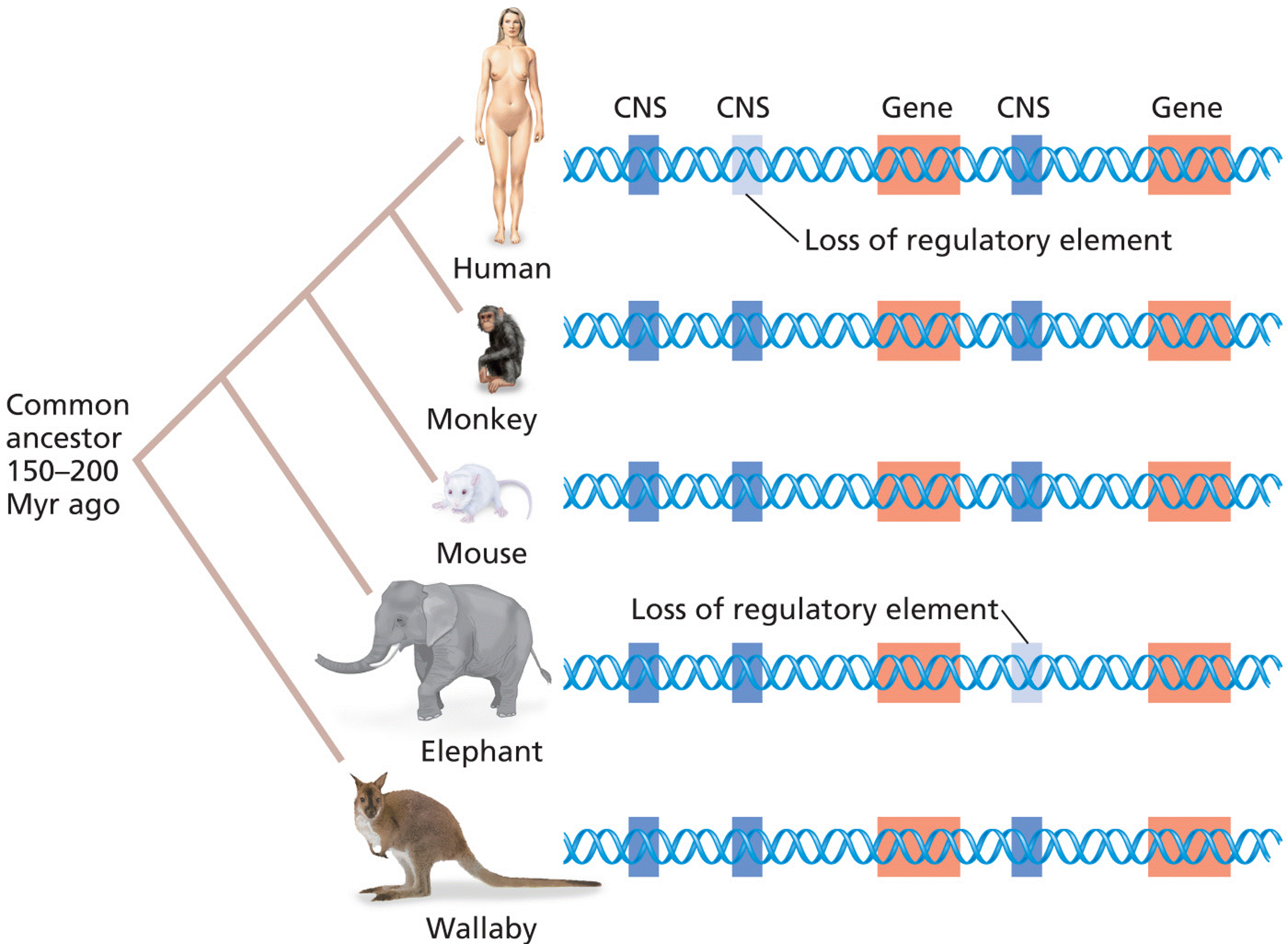 Identification of conserved noncoding sequences (CNS)