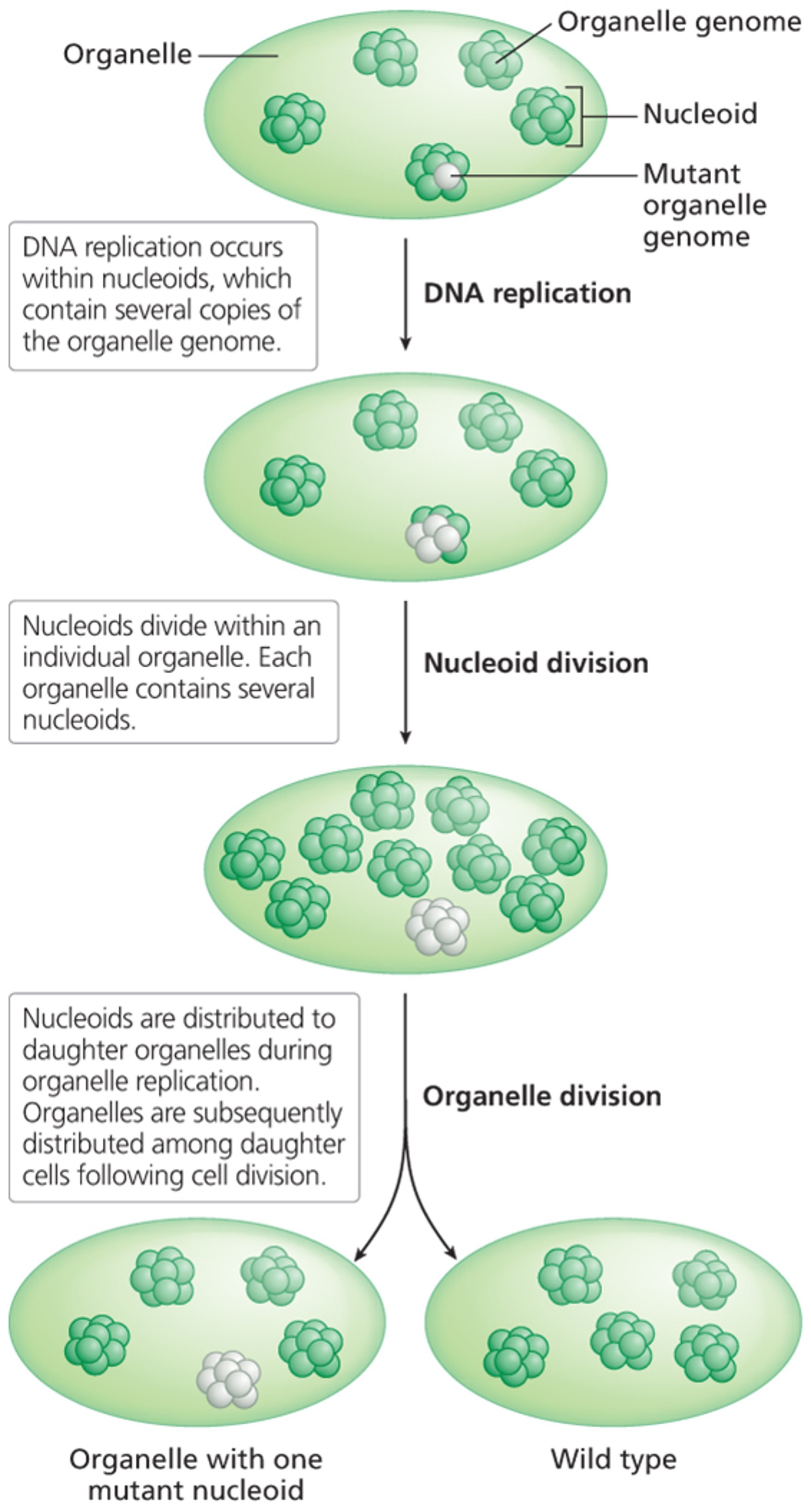 Factors in replication of organelle genomes