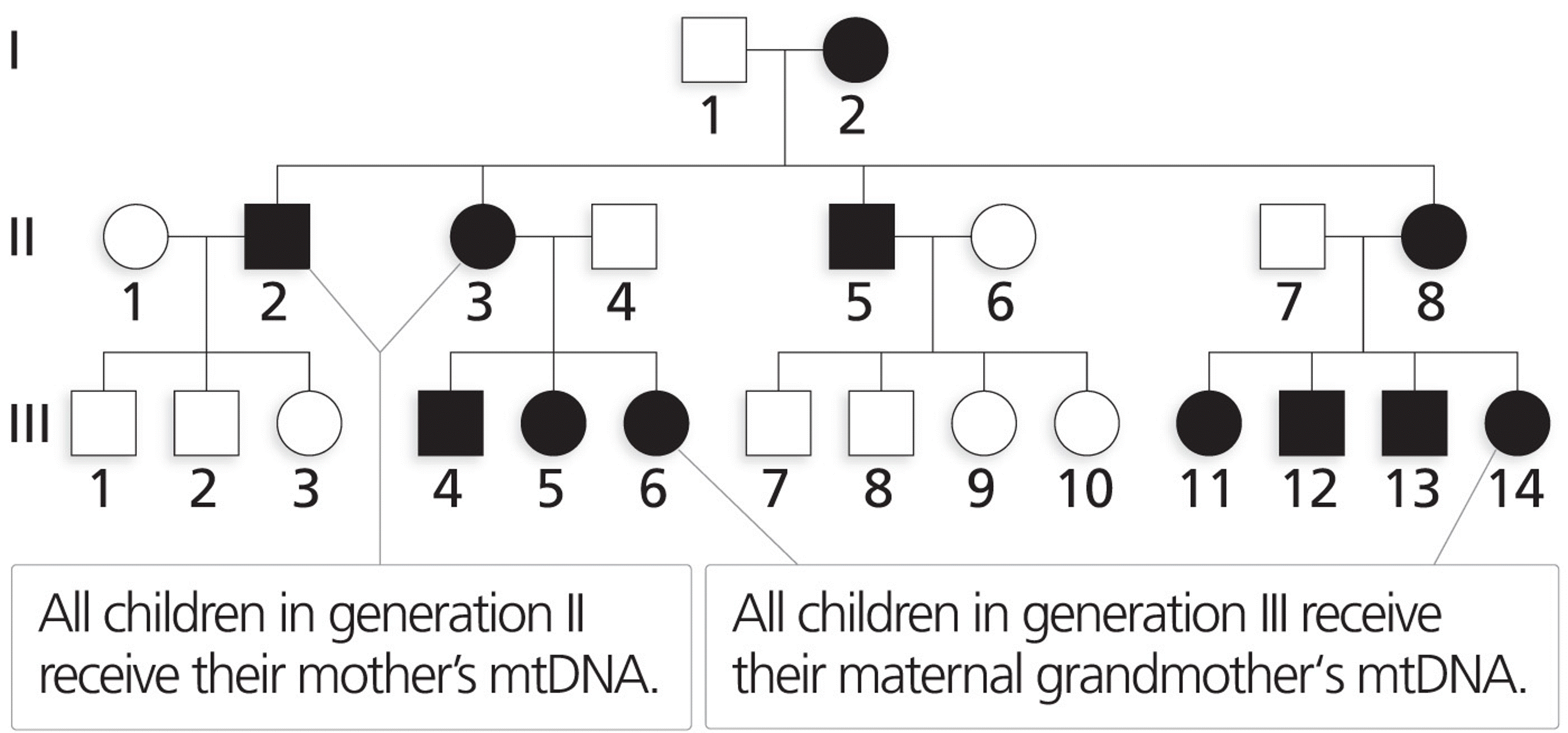 Maternal inheritance of mitochondrial genes in mammals