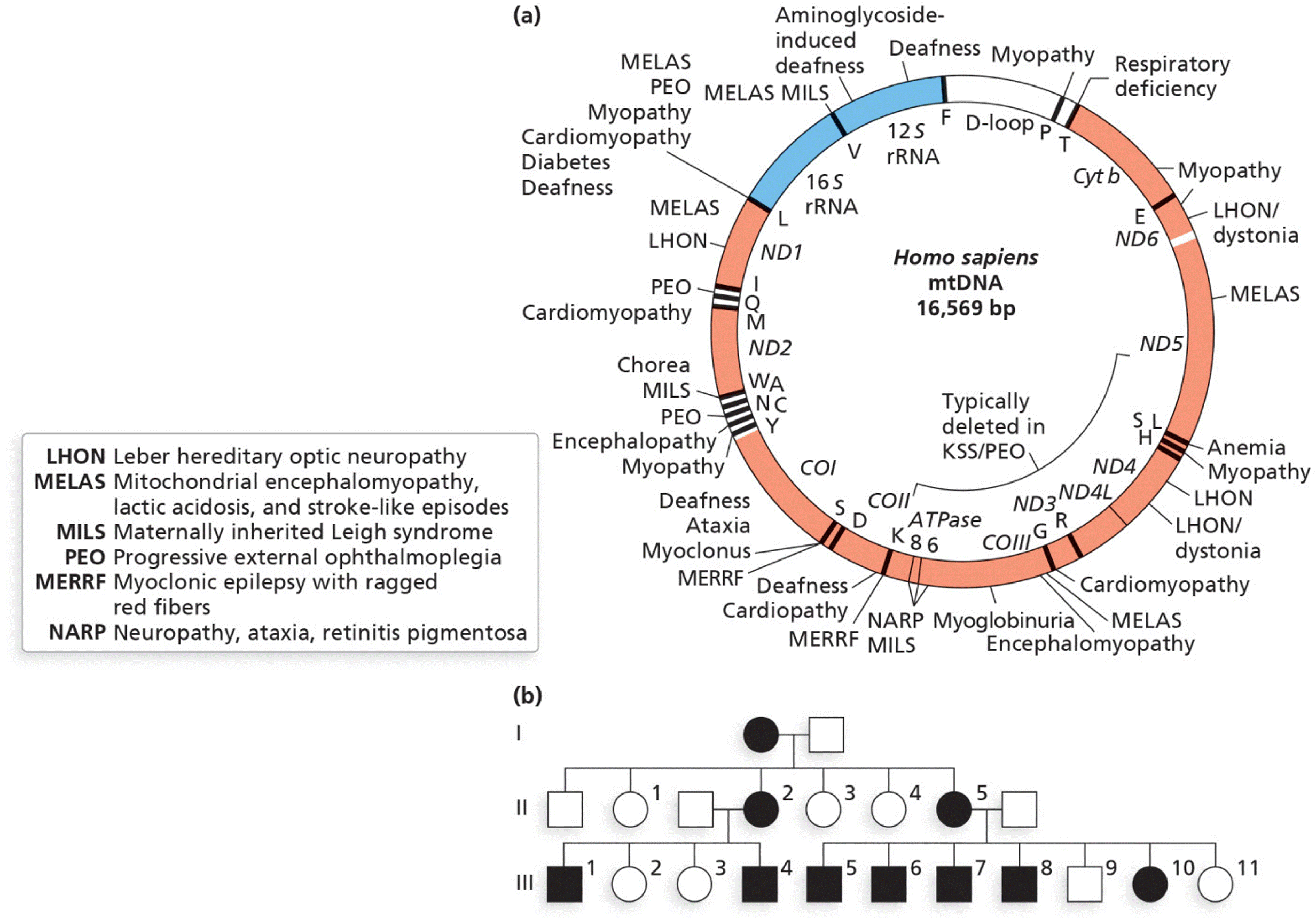 Mutations in human mitochondrial genes leading to disease syndromes