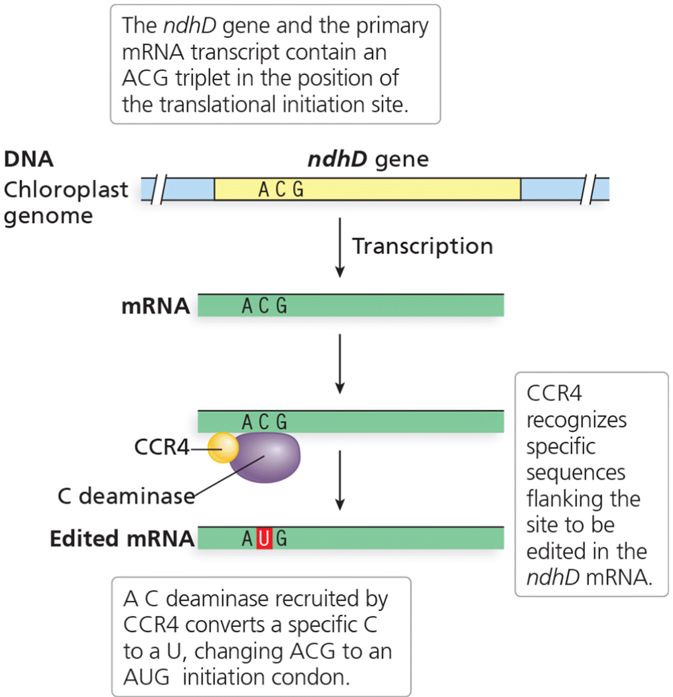 A model for C-to-U RNA editing