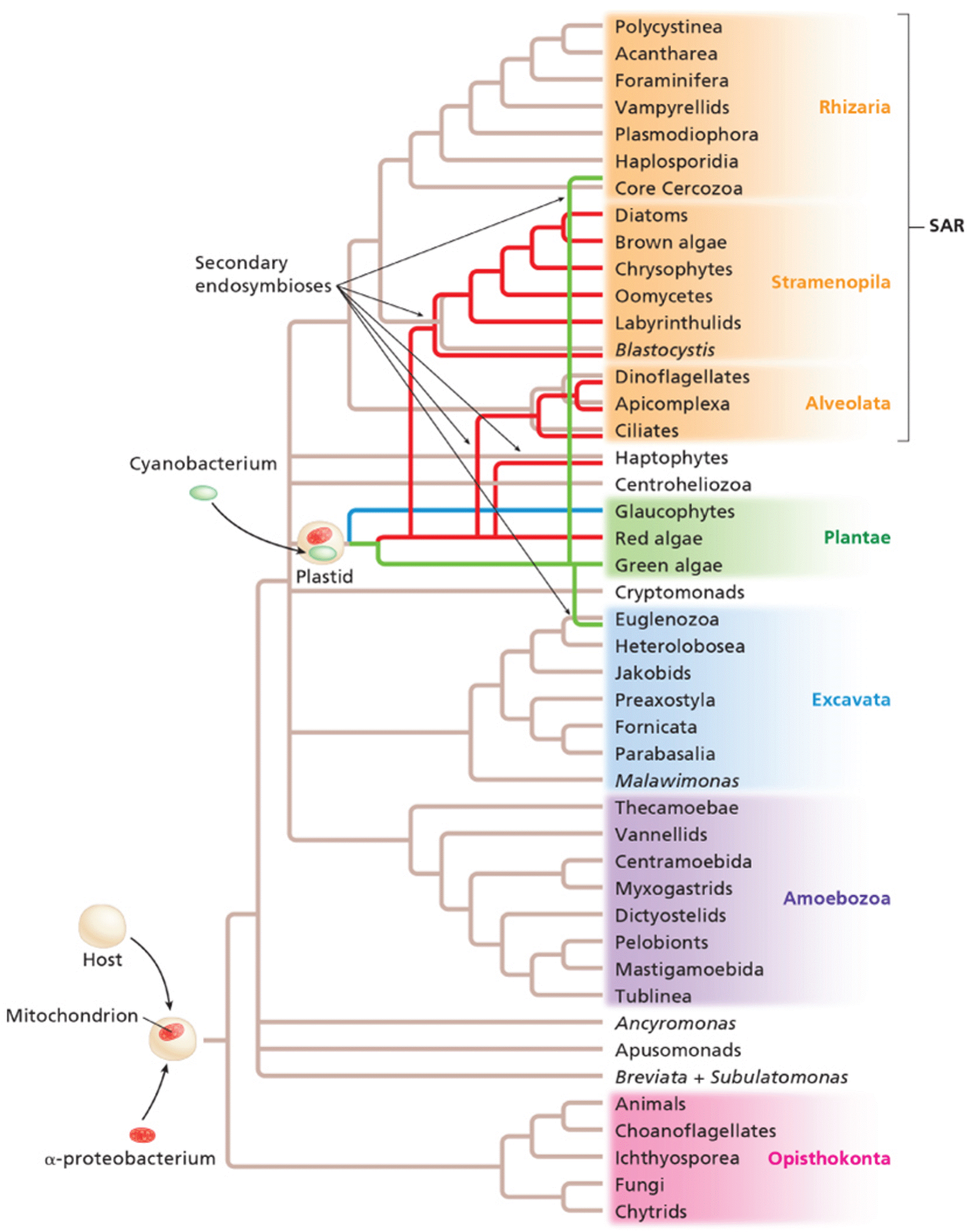 The evolutionary history of the mitochondrion and the chloroplast