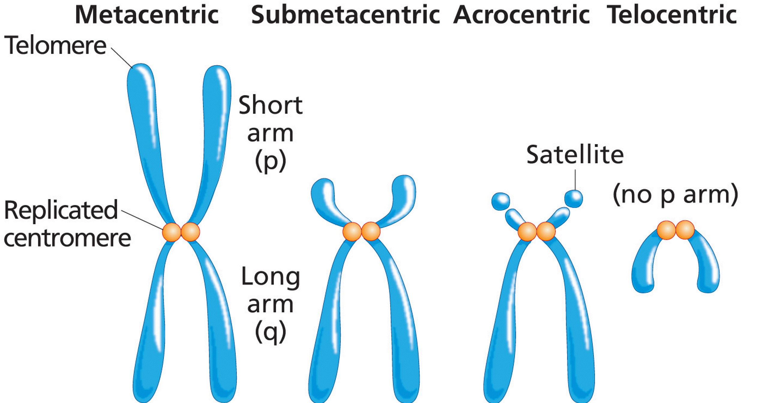 Chromosome shape