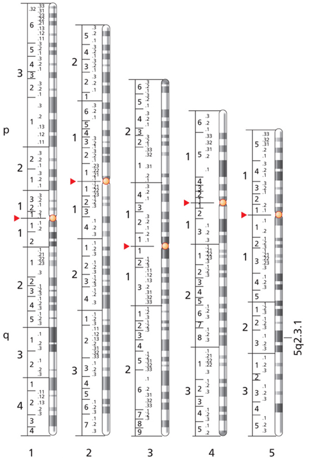 Standardized human chromosome banding patterns