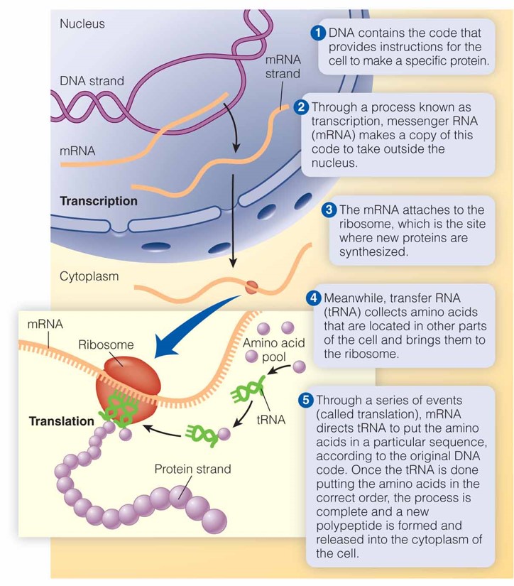 Protein Synthesis