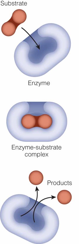 Mechanism of Enzyme Activity