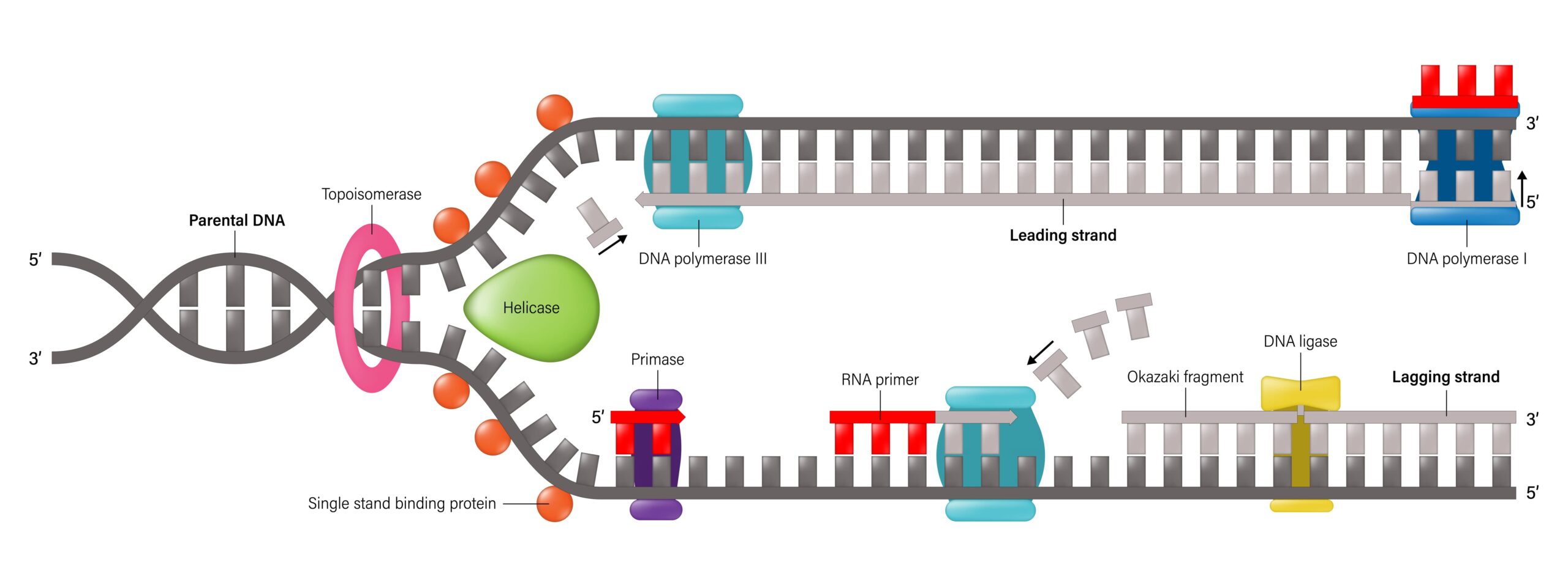 Proteins in DNA replication