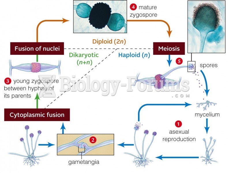 Life cycle of Rhizopus stolonifer, a black bread mold