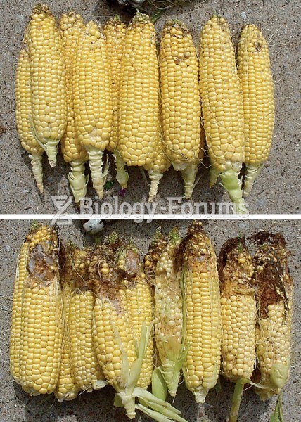 Corn with the Bt Gene 
