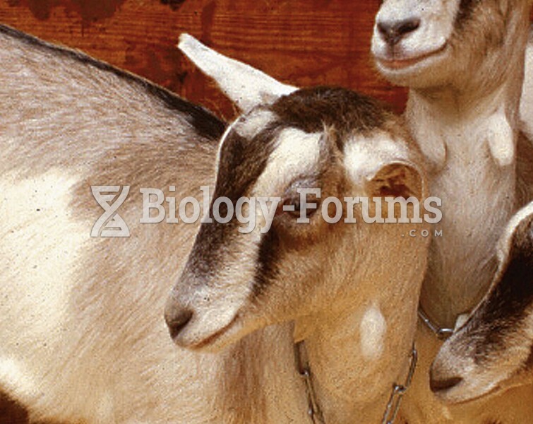 Genetically Modified Goat